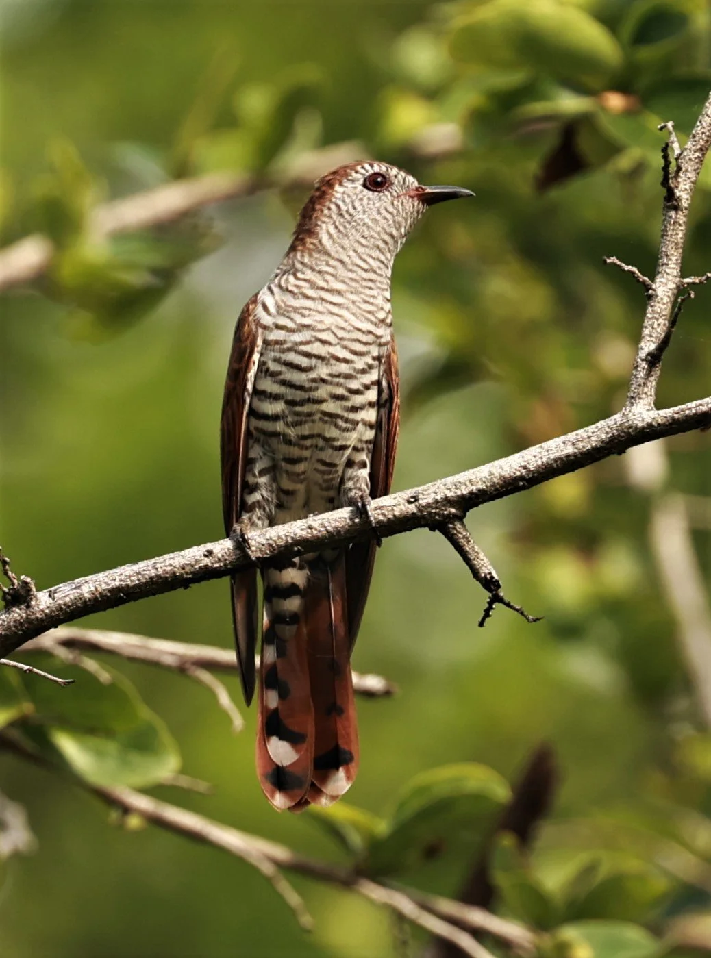 Violet Cuckoo (Chrysococcyx xanthorhynchus) Rama IX Park Bangkok (63).jpg