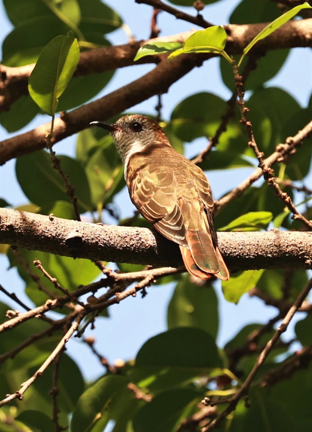 Violet Cuckoo (Chrysococcyx xanthorhynchus) Rama IX Park Bangkok (29).jpg