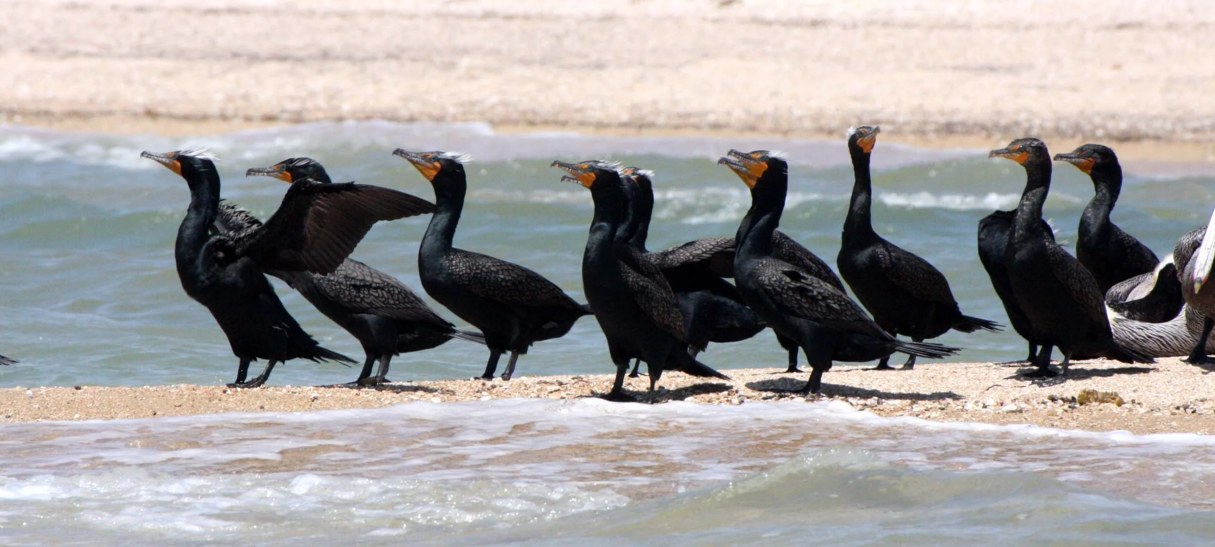 Nannopterum auritum - Double-crested Cormorant - San Ignacio Lagoon, Baja Mexico (17).JPG