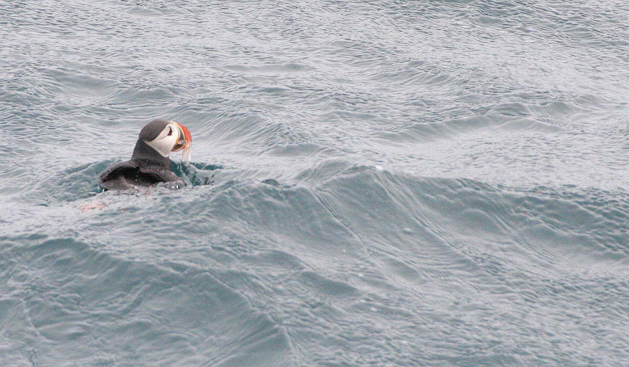Fratercula arctica - ATLANTIC PUFFIN - SVALBARD (12).jpg