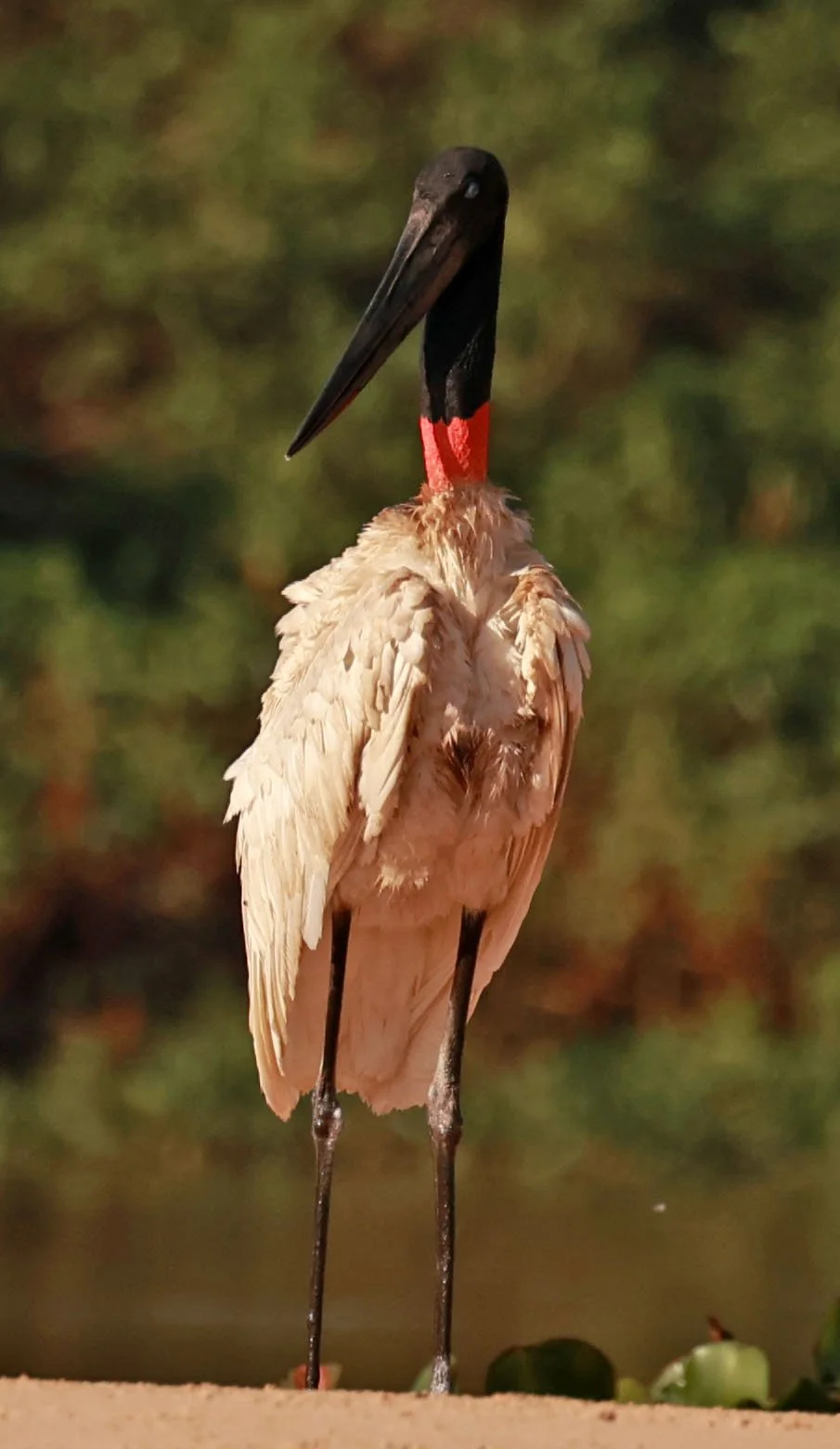 Stork - Jabiru mycteria - Pantanal, Encontro das Águas State Park, Porto Jofre, Cuiaba River, Brazil (28).jpg