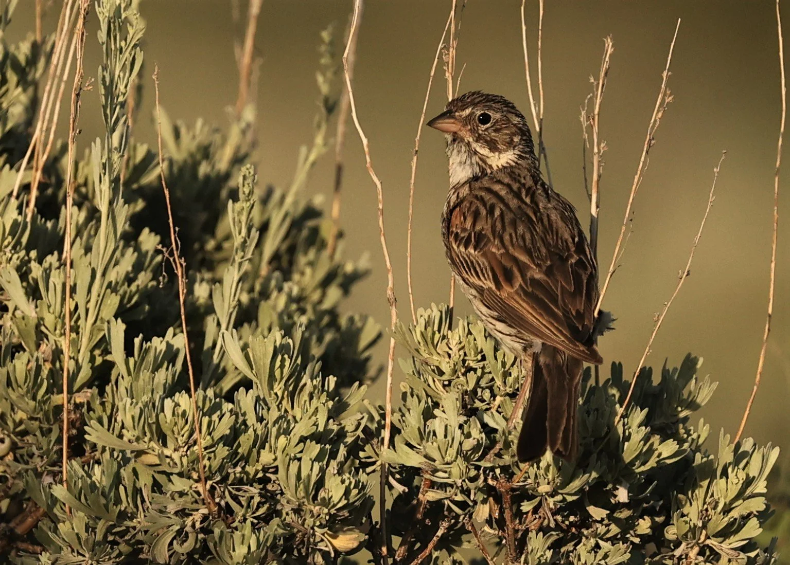 Vesper Sparrow (Pooecetes gramineus) Fossil Buttes National Monument Wyoming (1).jpg