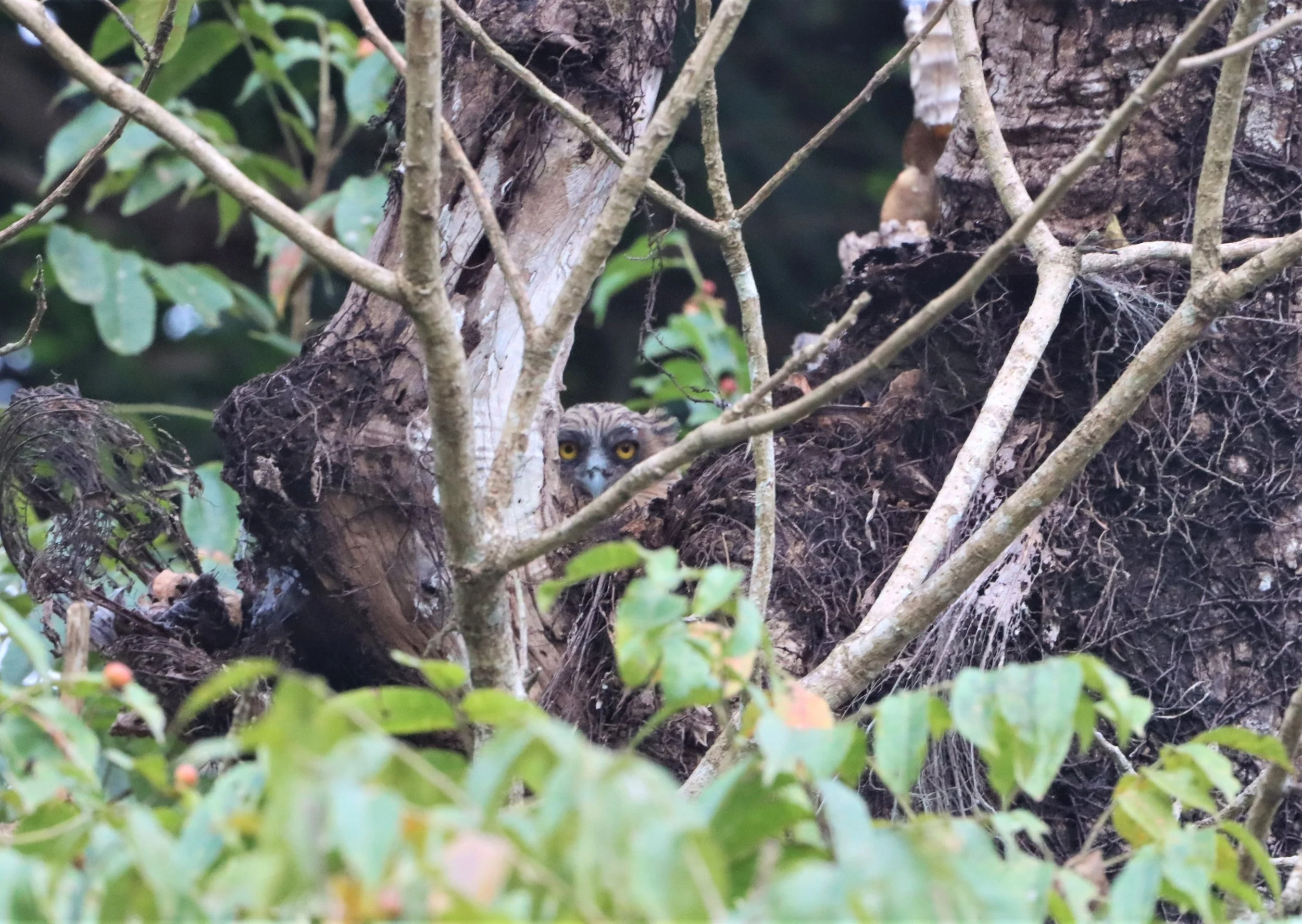 OWL - BUFFY FISH OWL - Ketupa ketupu - KAENG KRACHAN THAILAND (11).jpg
