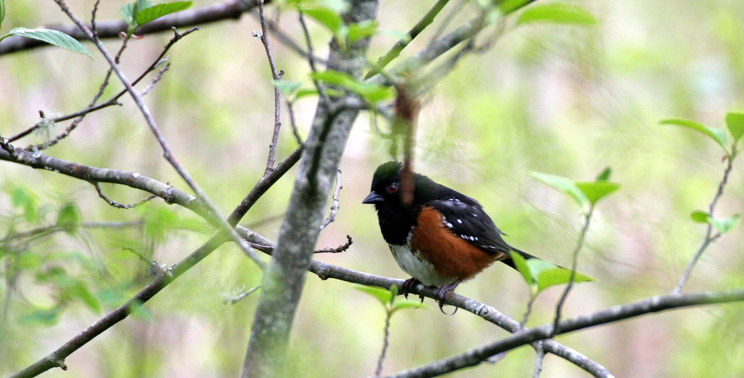 Spotted Towhee (Pipilo maculatus) Lake Farm Trails Olympic Peninsula Washington (5).JPG
