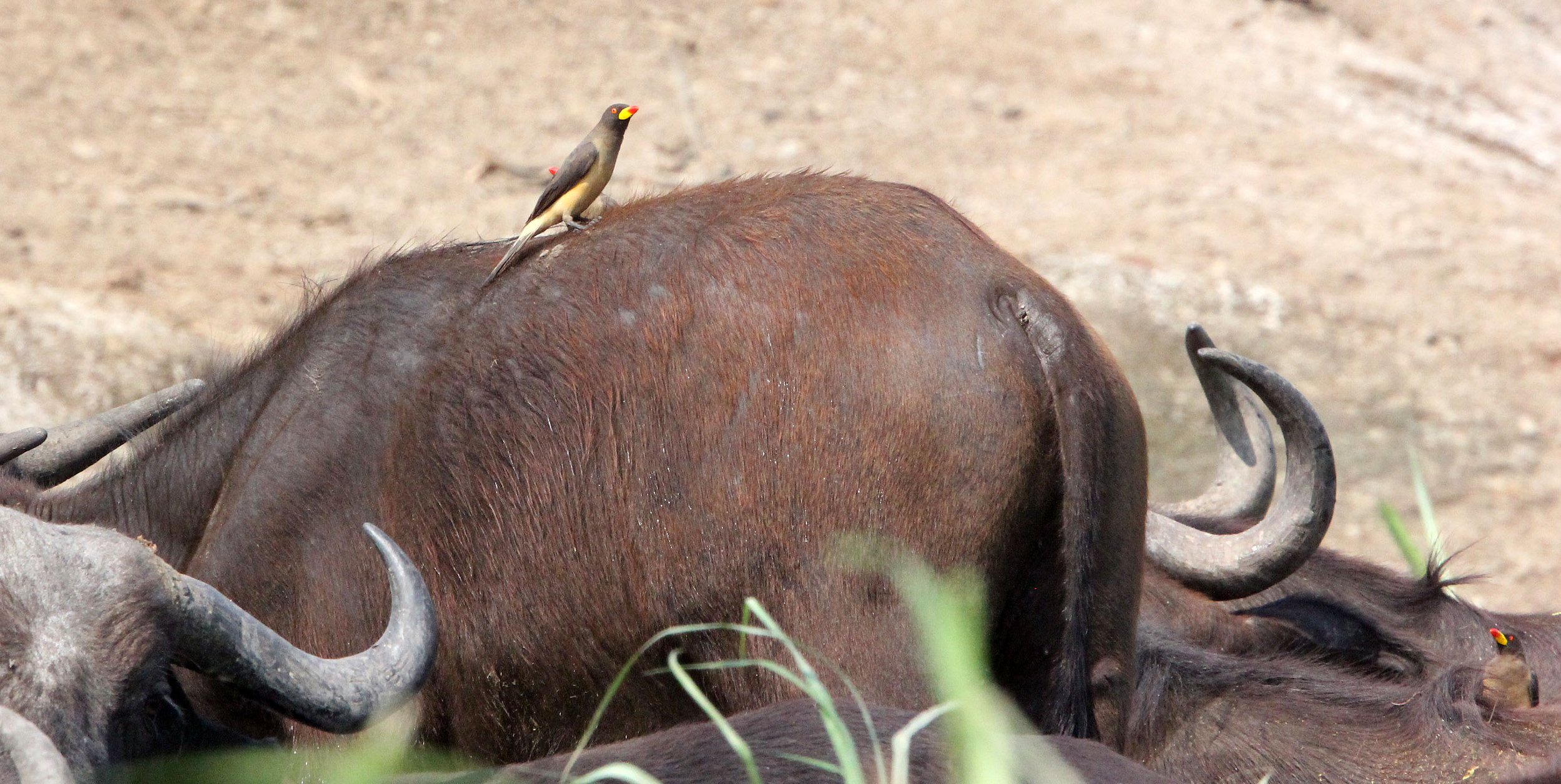 BIRD - OXPECKER - YELLOW-BILLED OXPECKER - QUEEN ELIZABETH NATIONAL PARK UGANDA (3).JPG
