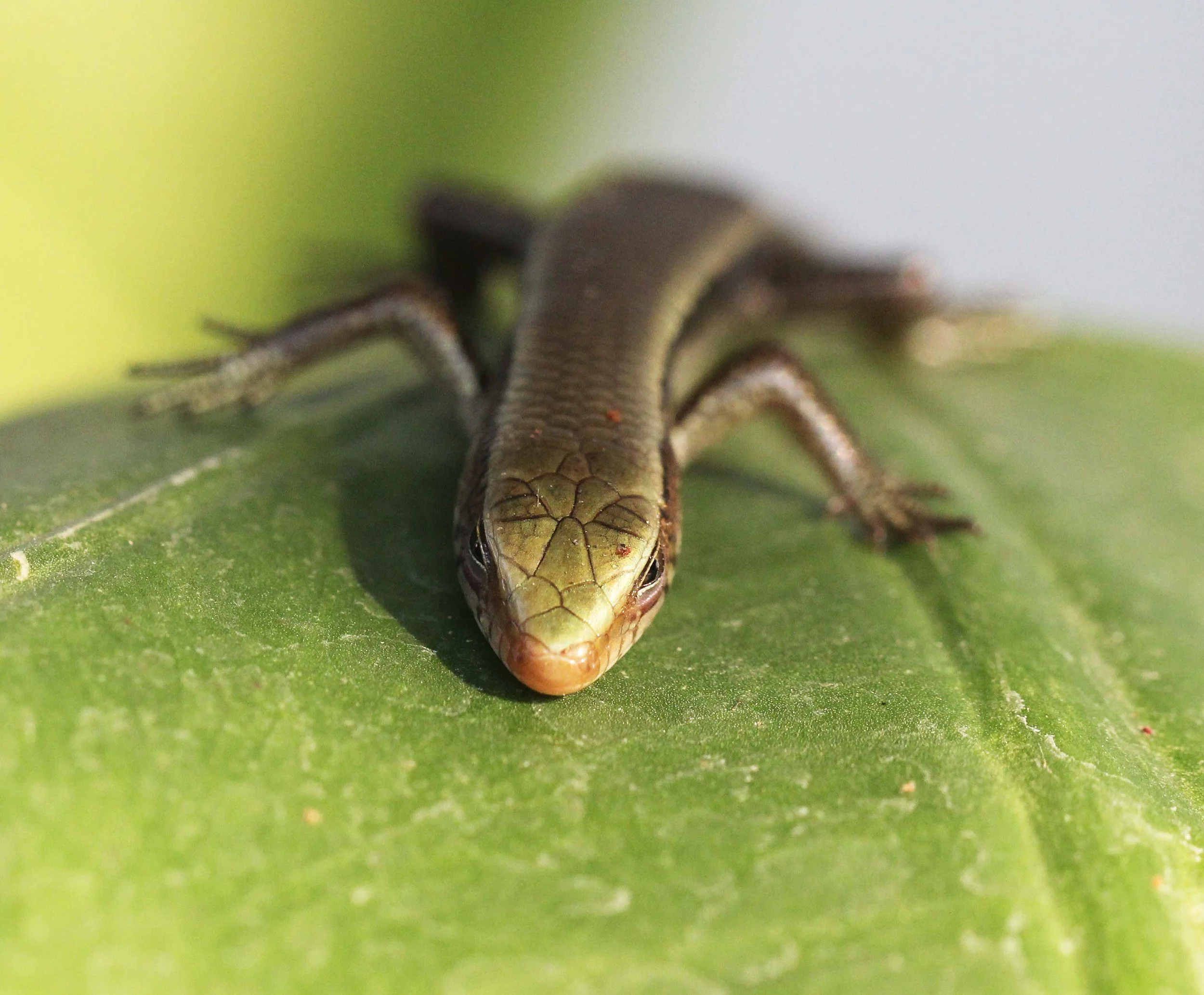 2013 Nonthaburi Setthasiri House and Nonthaburi Neighborhood (228).JPG