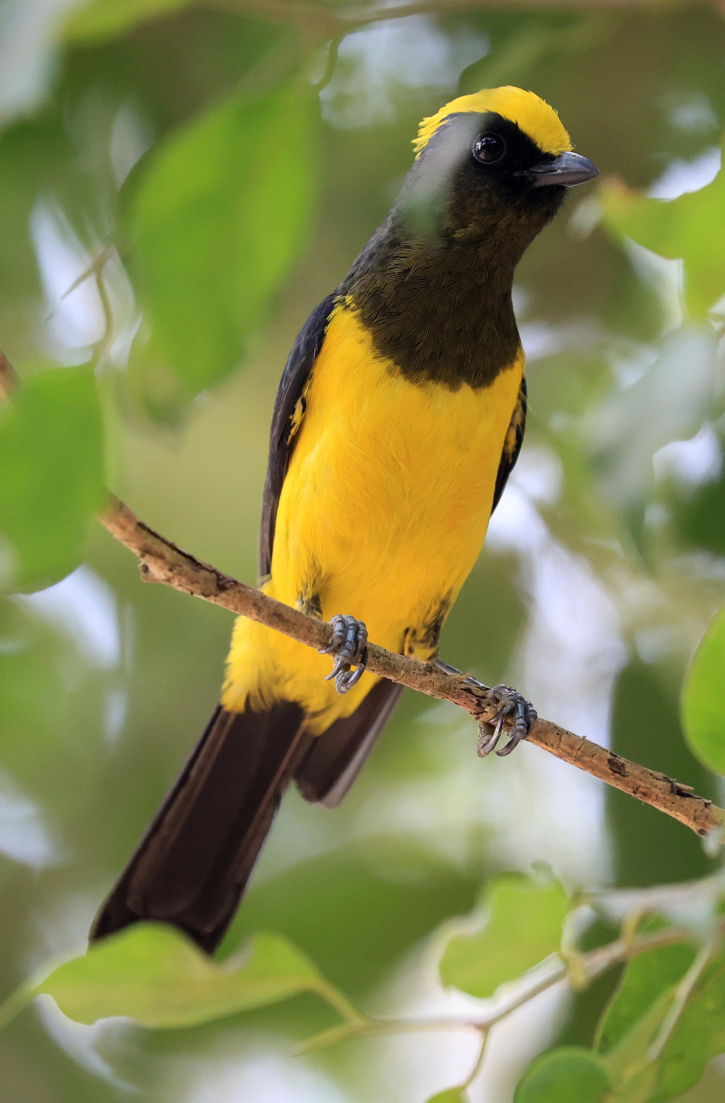Sultan Tit (Melanochlora sultanea) Kaeng Krachan National Park ESS Expedition 2026(42).jpg