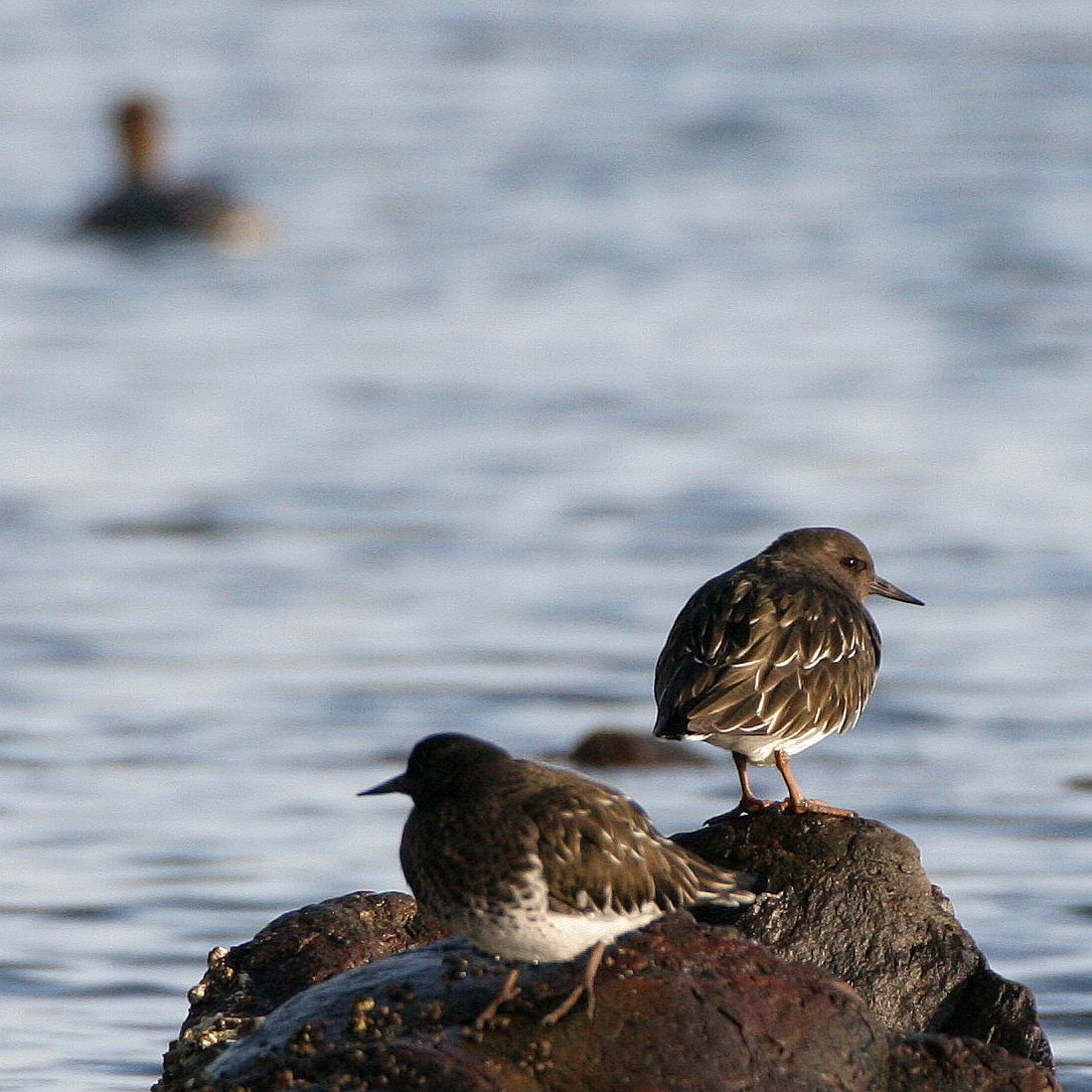 BIRD - TURNSTONE - BLACK TURNSTONE - PA HARBOR (37).jpg