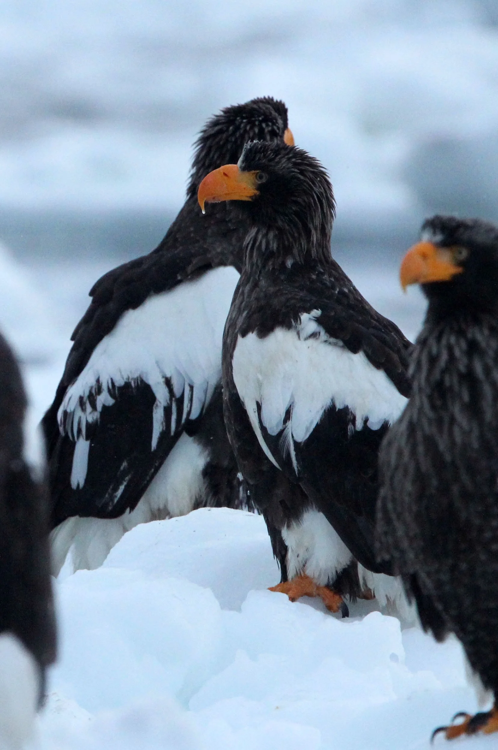 BIRD - EAGLE - STELLER'S SEA EAGLE - RAUSU, SHIRETOKO PENINSULA & NATIONAL PARK, HOKKAIDO JAPAN (11).JPG