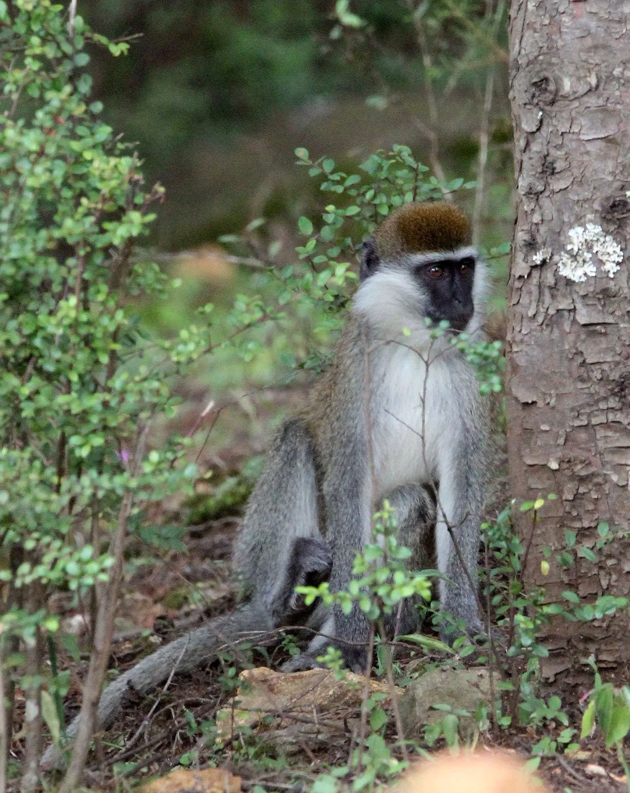 CERCOPITHECIDAE - Chlorocebus aethiops - GRIVET MONKEY -  NECH SAR NATIONAL PARK ETHIOPIA (4).JPG