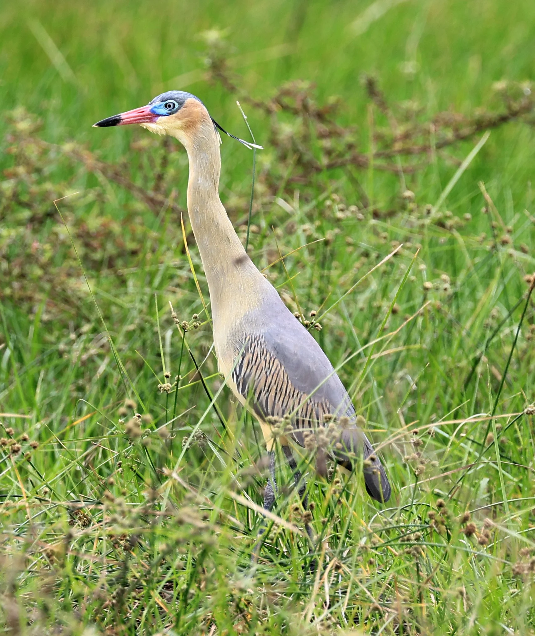 Whistling Heron (Syrigma sibilatrix) Agua Dulce Paraguay (2).jpg