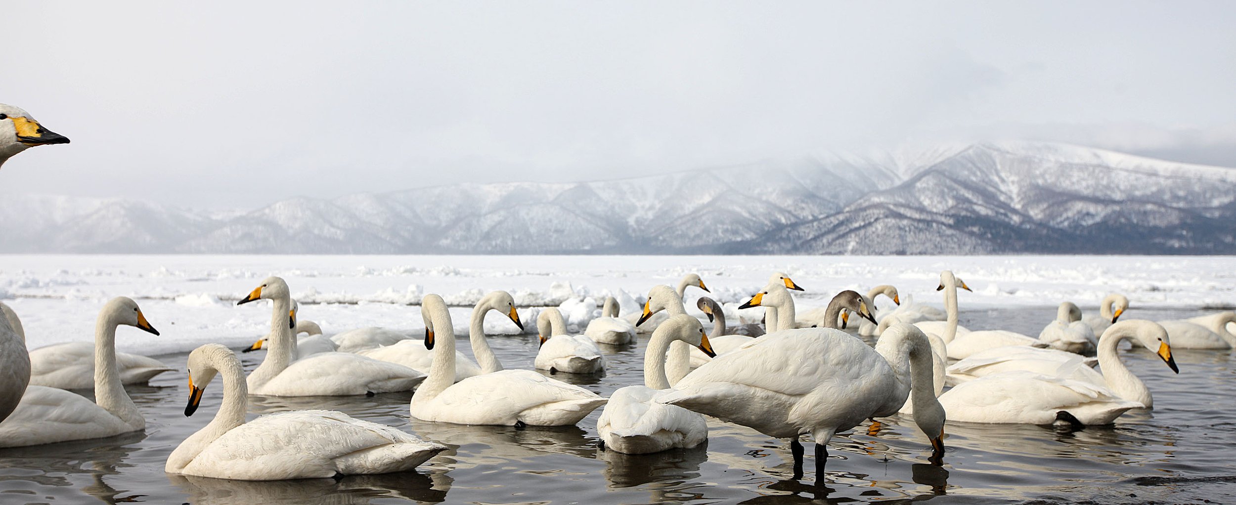 SWAN - WHOOPER SWAN - Cygnus cygnus - KUSSHARO LAKE, HOKKAIDO JAPAN (6).JPG