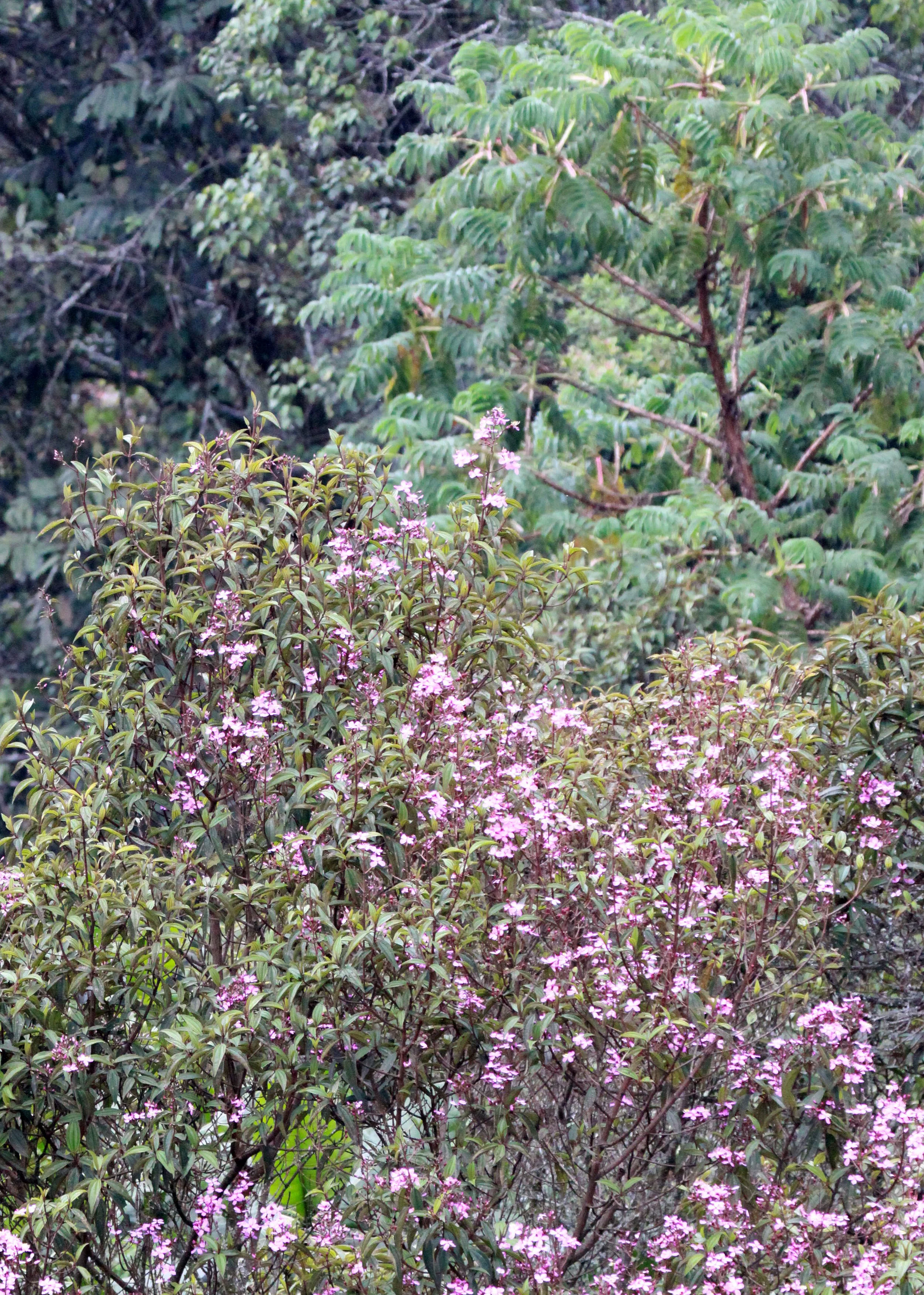 NYUNGWE NATIONAL PARK RWANDA (554).JPG