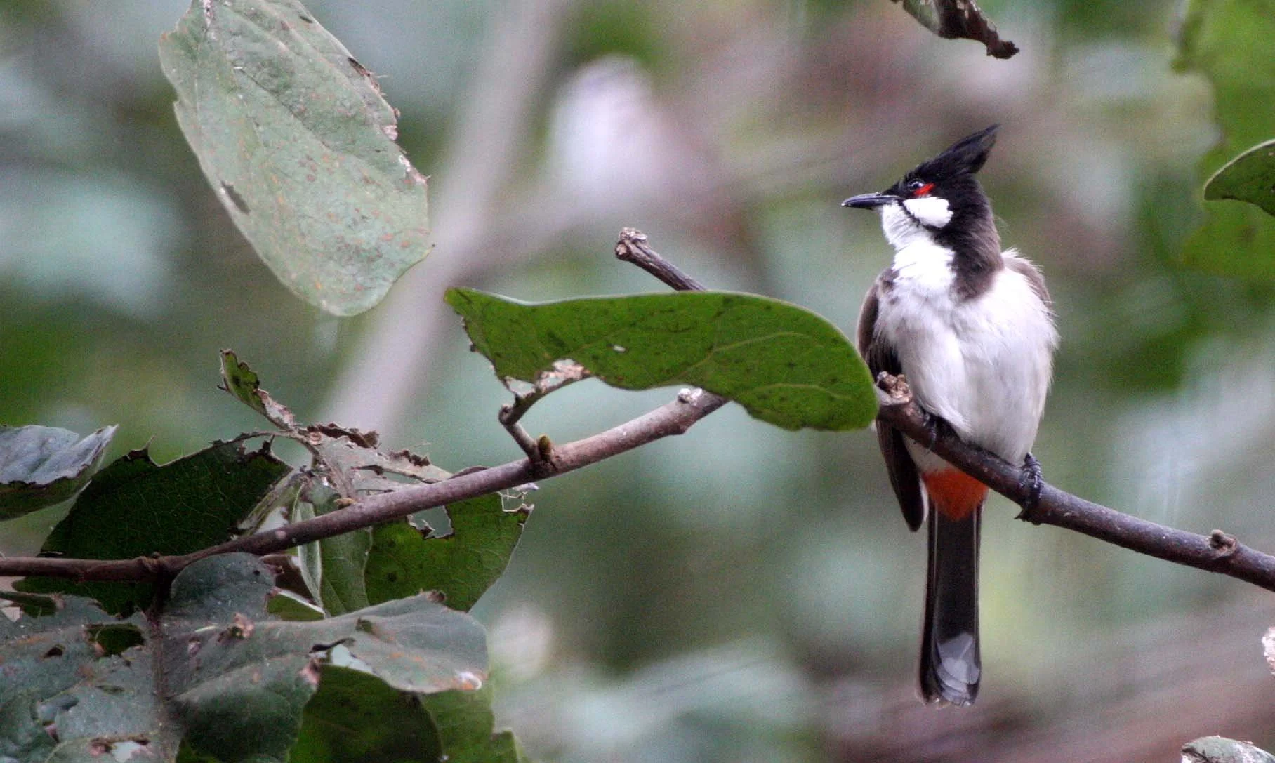 BULBUL - RED-WHISKERED BULBUL - Pycnonotus jocosus - CHIANG MAI THAILAND (4).JPG