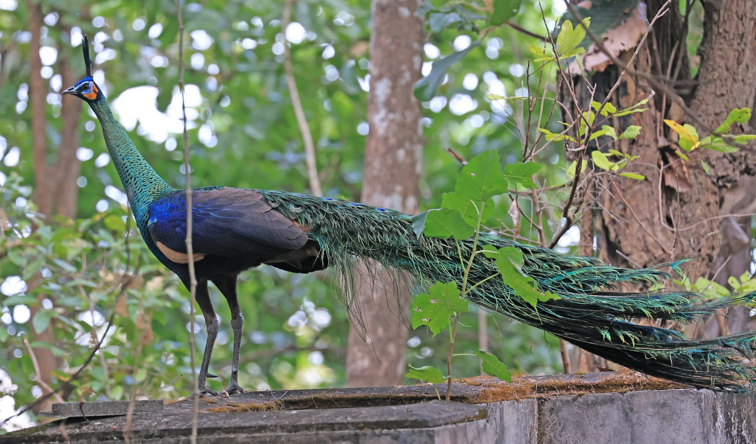 Green Peafowl (Pavo muticus) Doi Butsarakham Phayao Province (33).jpg