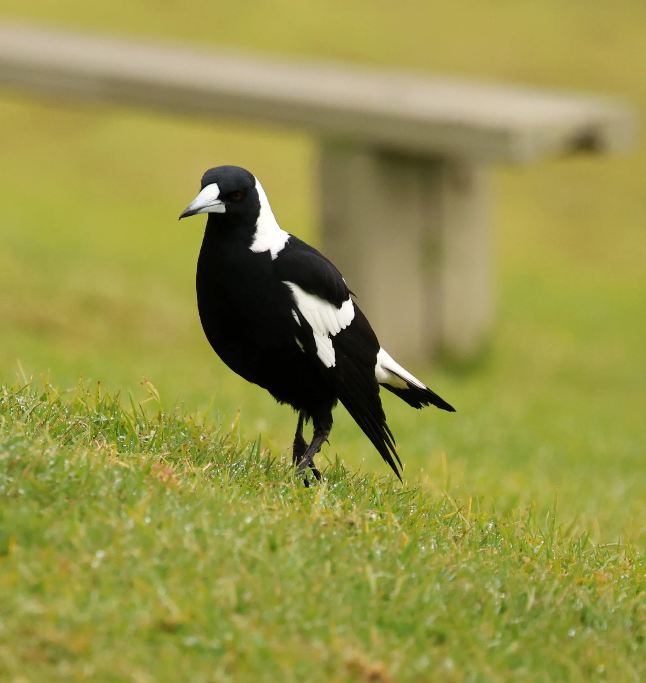 Australian Magpie (Gymnorhina tibicen) Canungra near Lamington NP - Queensland (28).jpg