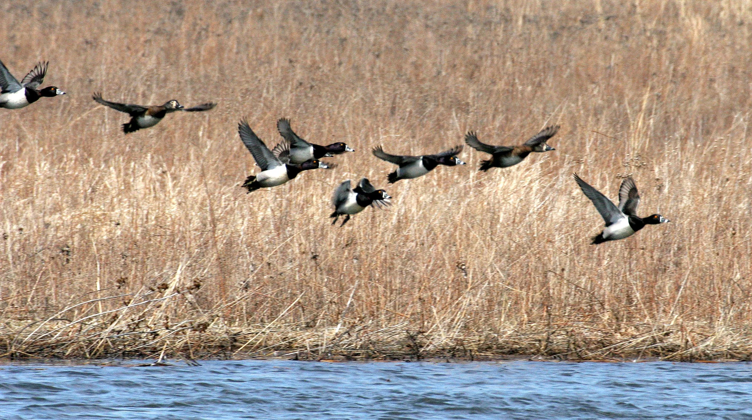 DUCK - RING-NECKED DUCK - Aythya collaris - SPRINGBROOK PRAIRIE ILLINOIS (24).JPG