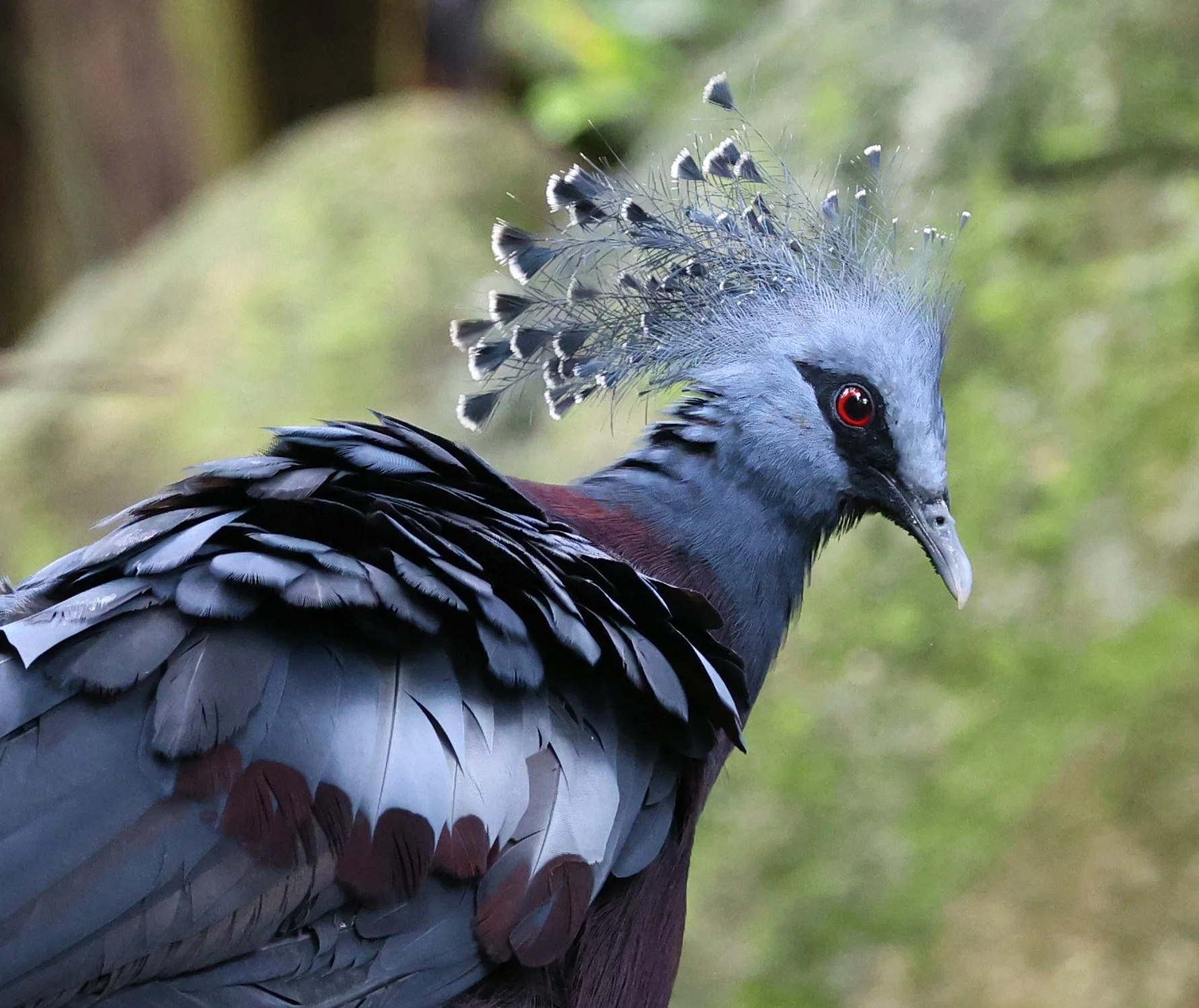 Victoria crowned pigeon (Goura victoria) Khao Kiew Open Air Zoo Siracha Thailand (8).jpg