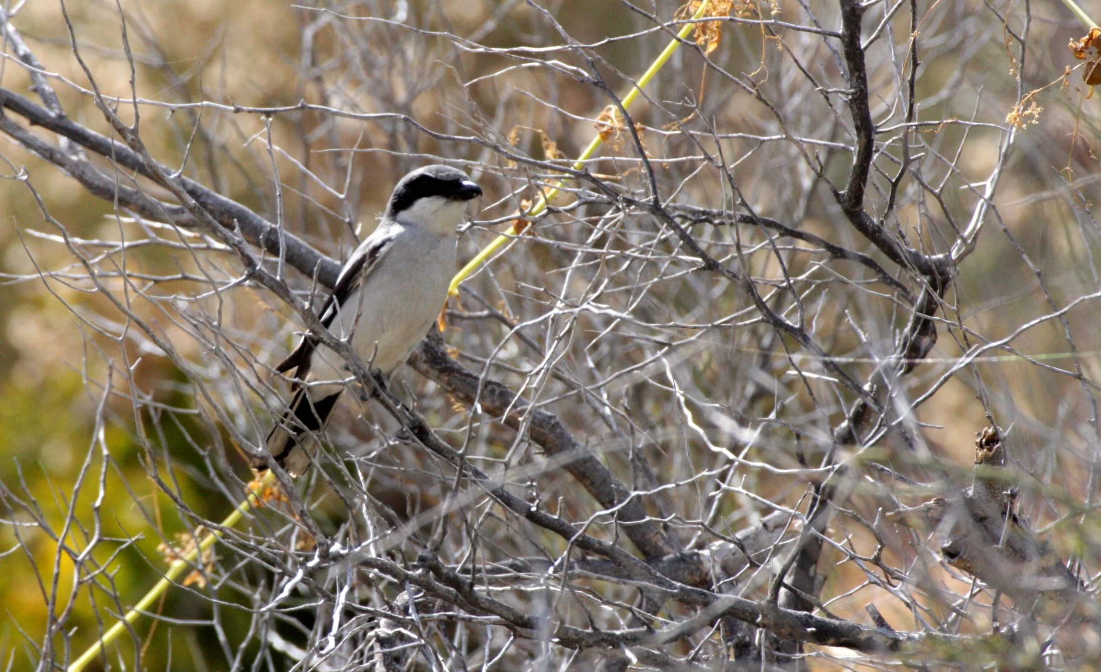 Loggerhead Shrike (Lanius ludovicianus) Isla Catalina Baja Mexico (15).JPG