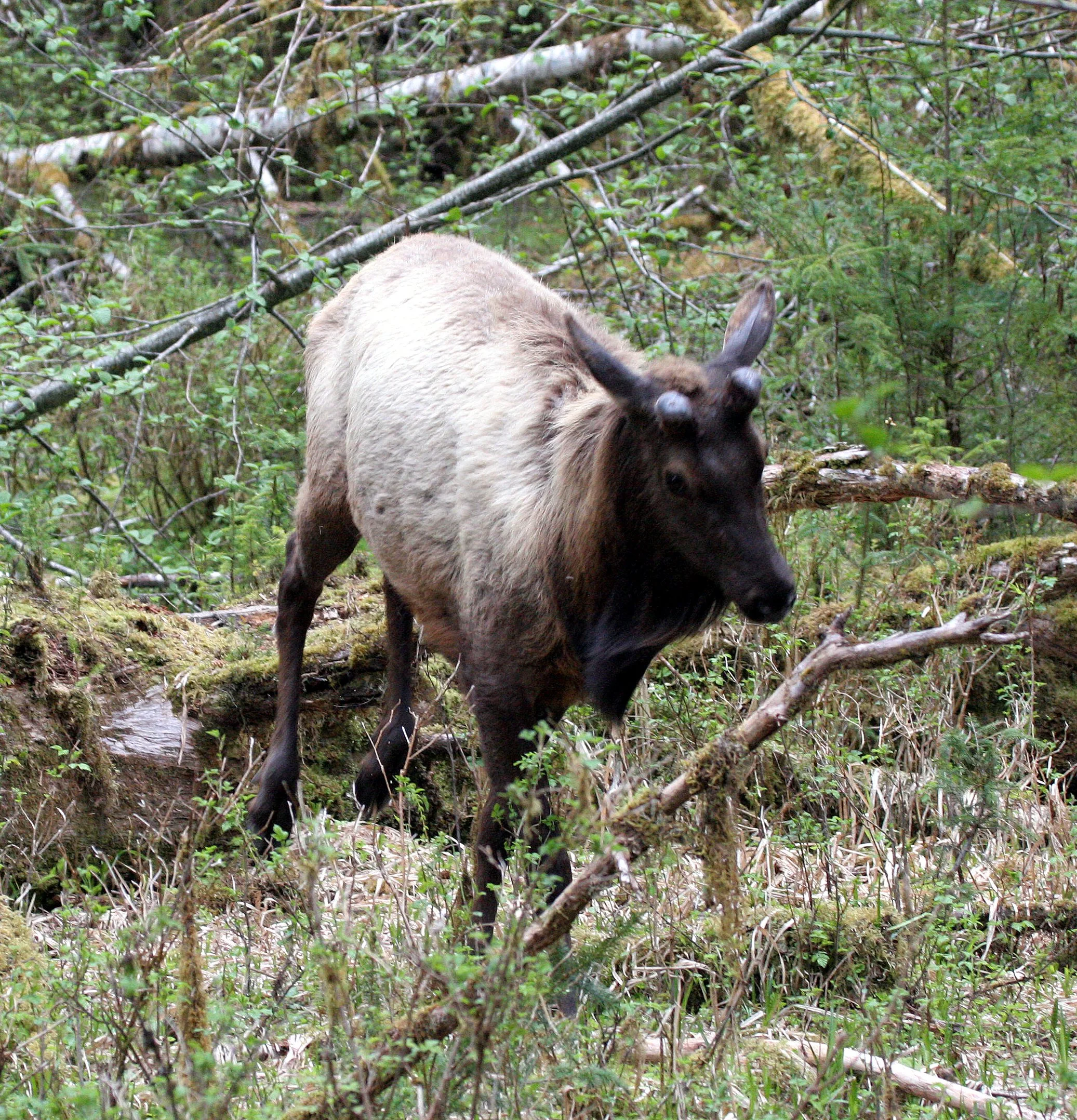 Cervus canadensis roosevelti - ROOSEVELT ELK - HOH RIVER VALLEY - ONP WA  (80).JPG