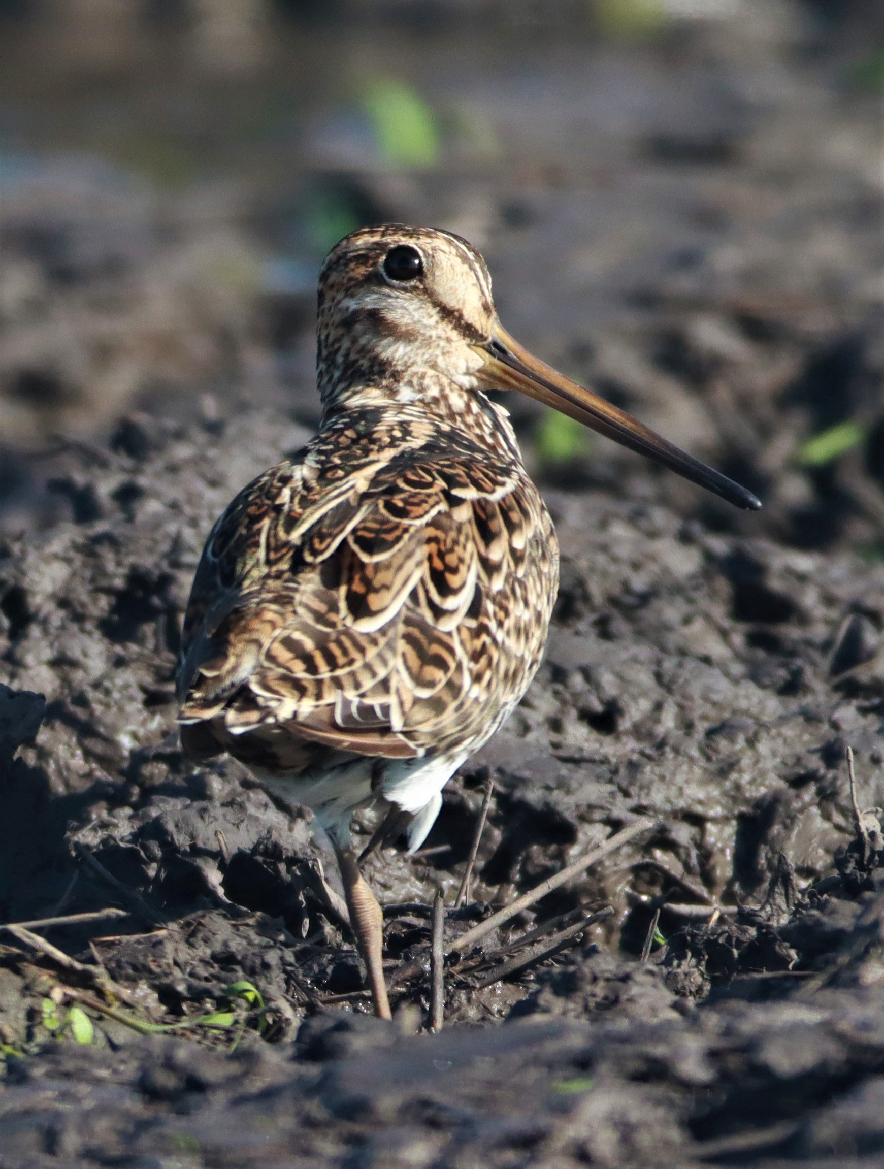 SNIPE - PINTAIL SNIPE - Gallinago stenura - PATHUM THANI RICE RESEARCH CENTER AUGUST 24 2021 (36).jpg
