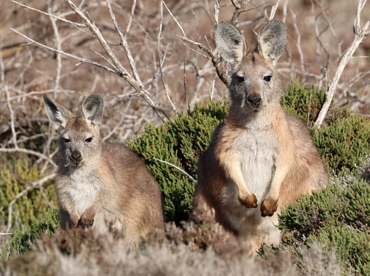 Euro or Western Wallaroo (Osphranter robustus erubescens) North Brown Hill Wind Farm vicinity - South Australia
