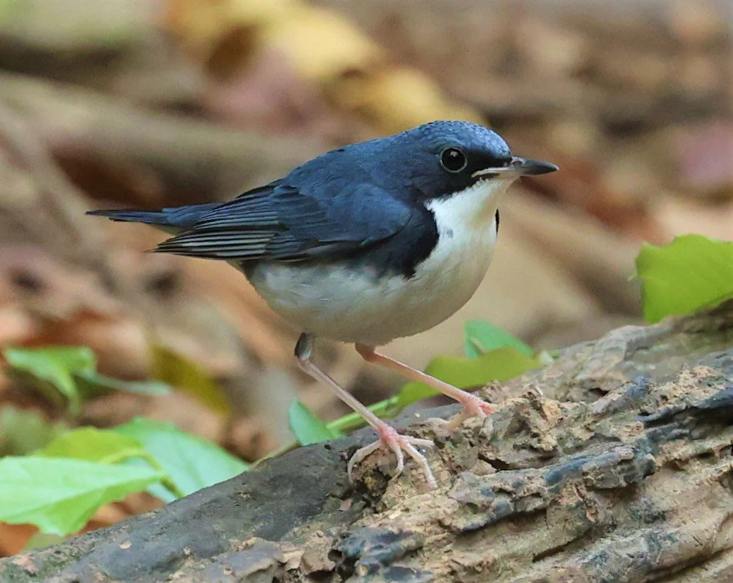 ROBIN - SIBERIAN BLUE ROBIN - Luscinia cyane - LUNG SIN HIDE NEAR KAENG KRACHAN FEB 2022 (7).jpg
