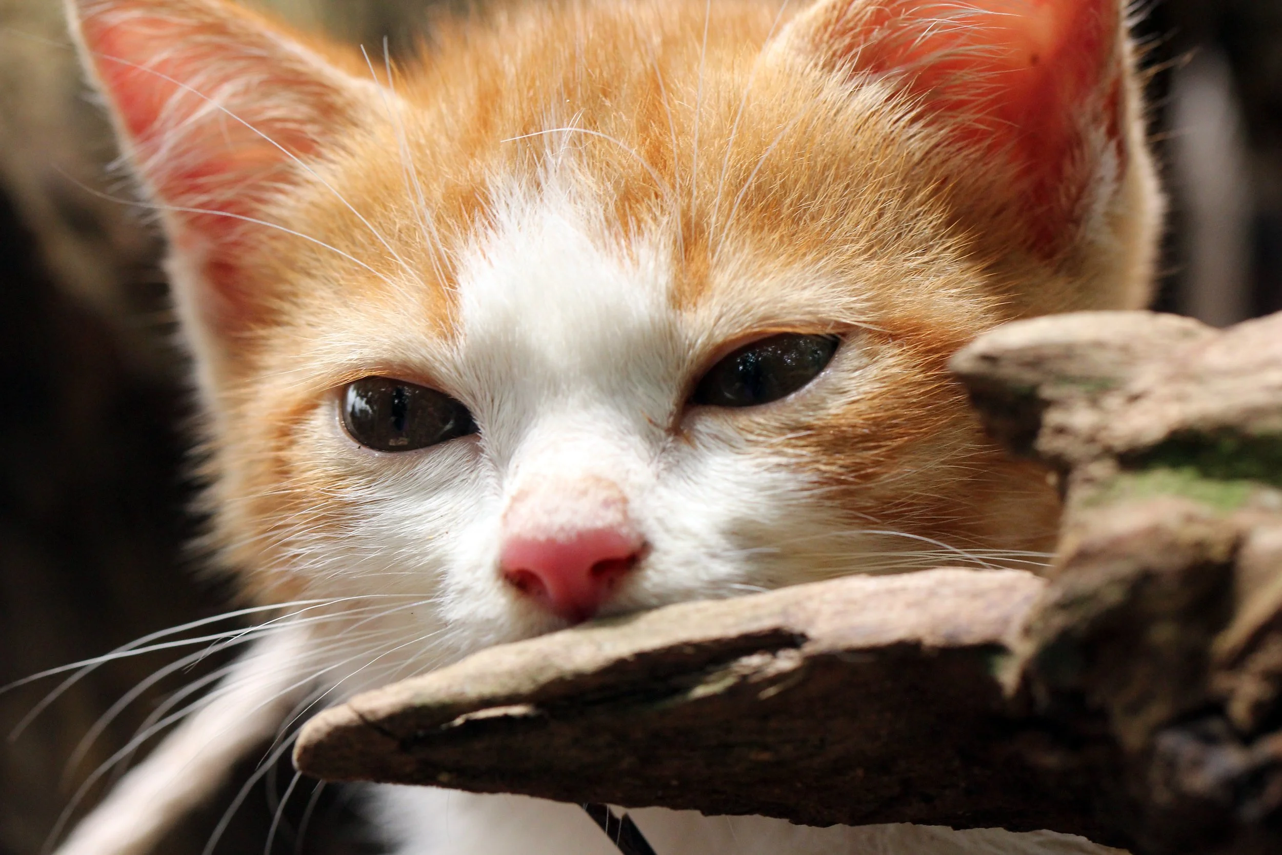 2015 Koh Lanta Summer Misc Images (1064).JPG