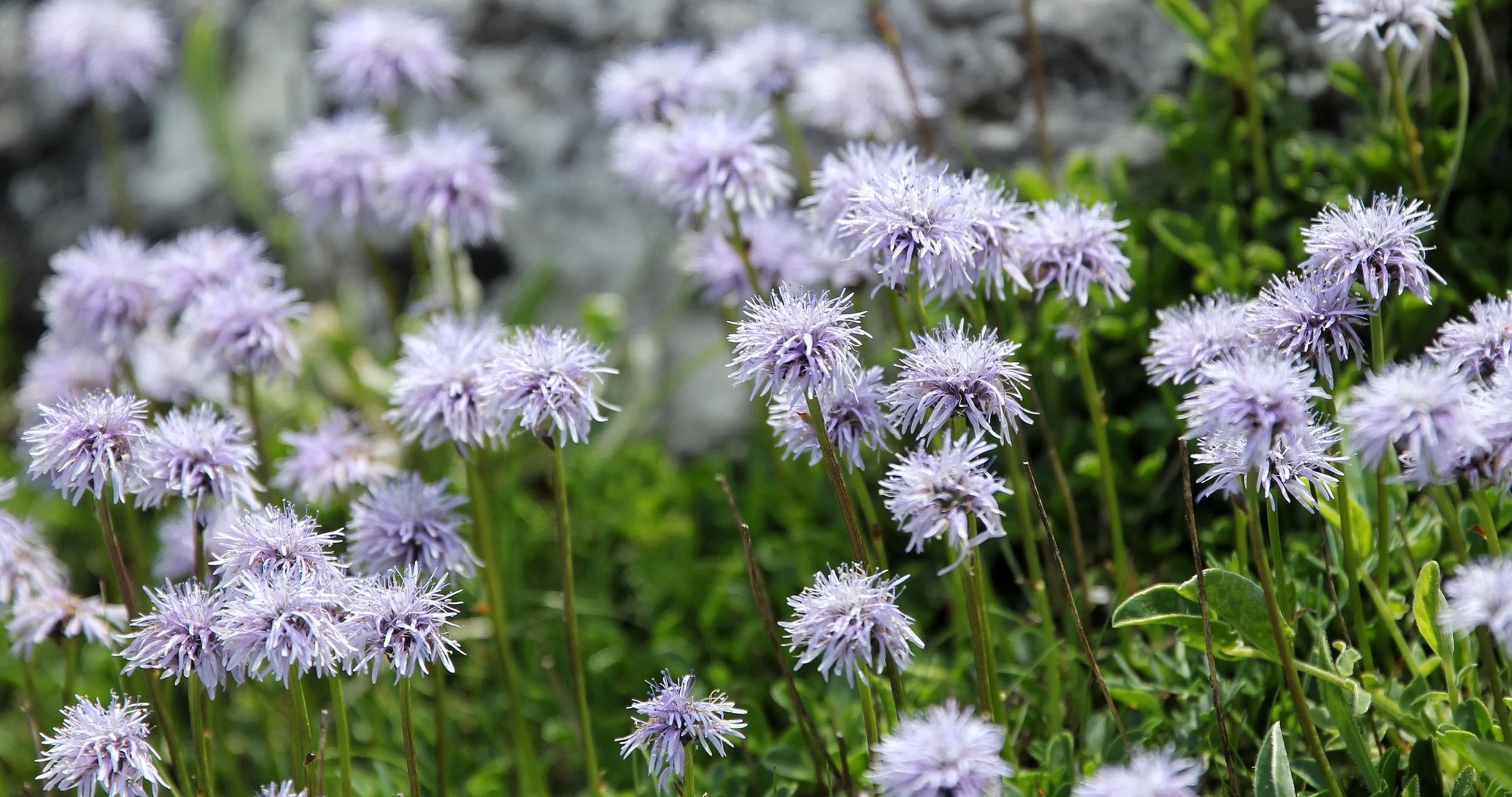 ABRUZZO NATIONAL PARK ITALY (119).JPG