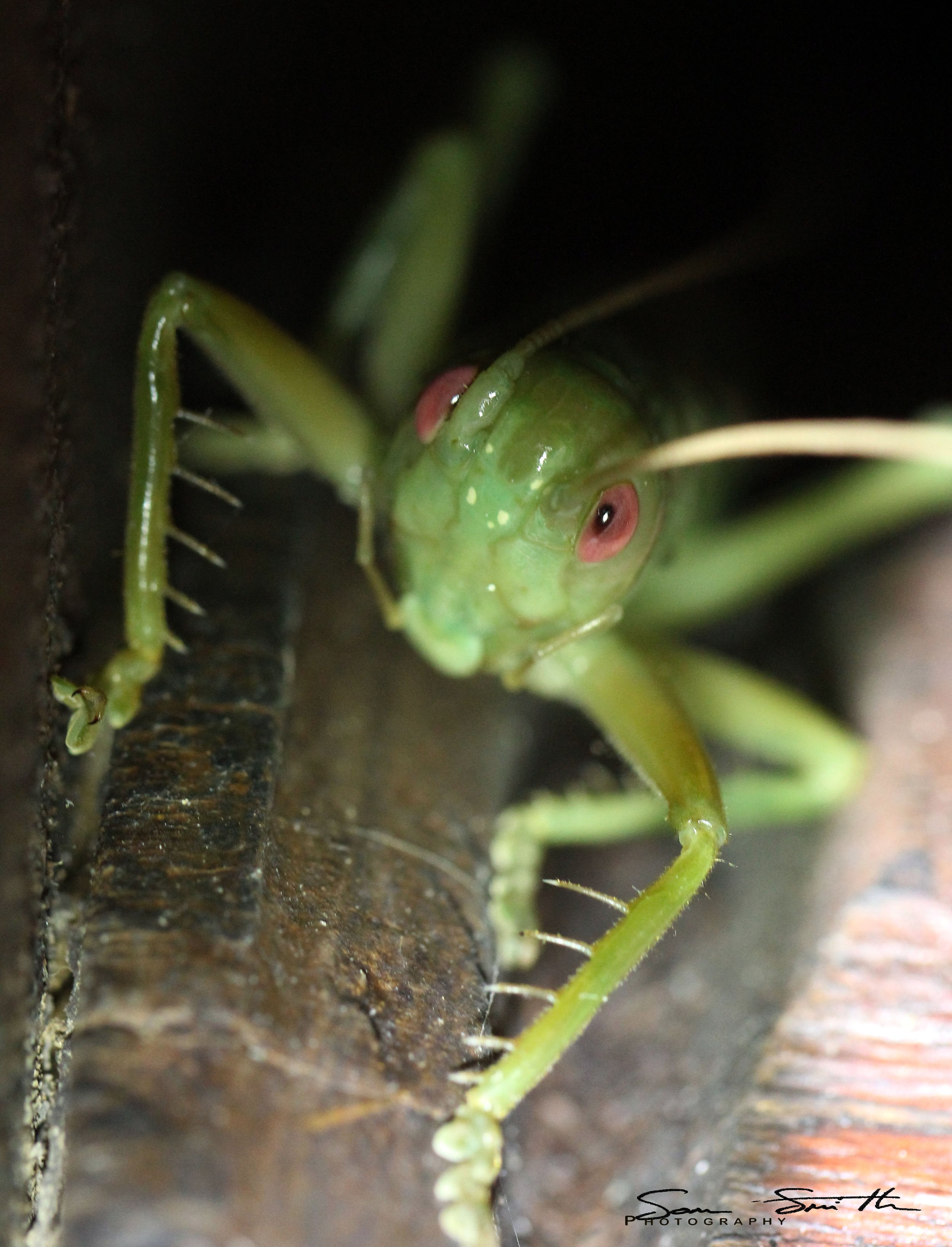 Gryllidae - Species 1 - Koh Lanta, Thailand (12).JPG