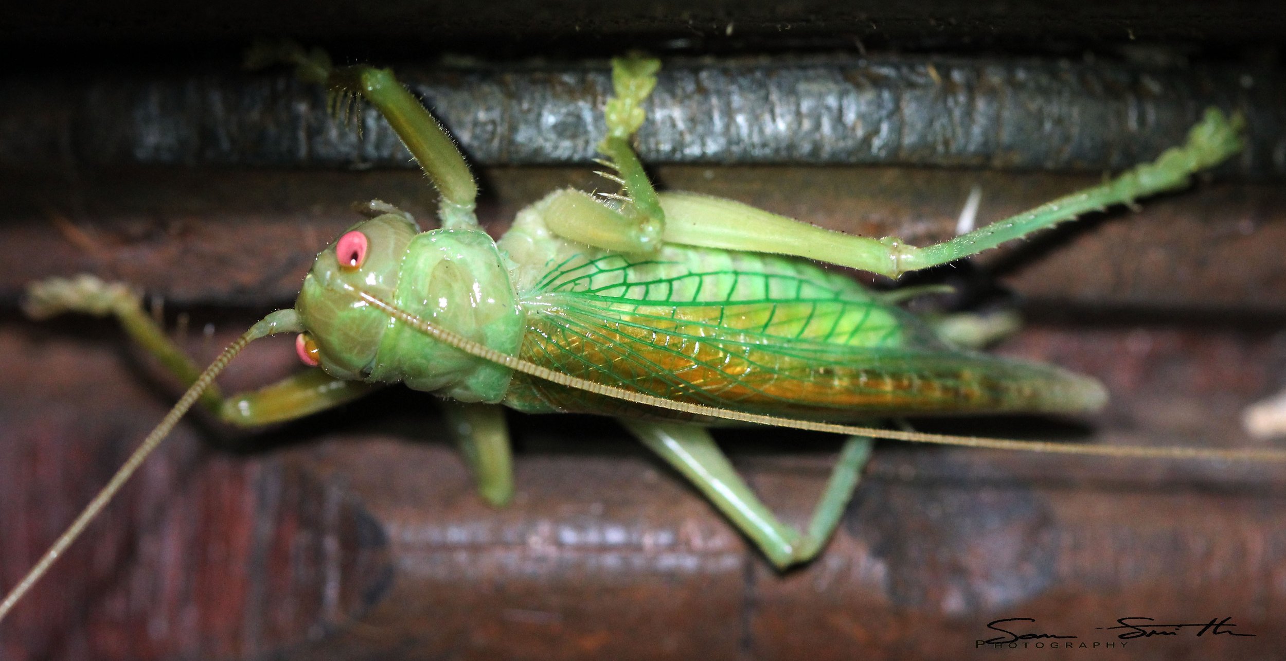 Gryllidae - Species 1 - Koh Lanta, Thailand (9).JPG