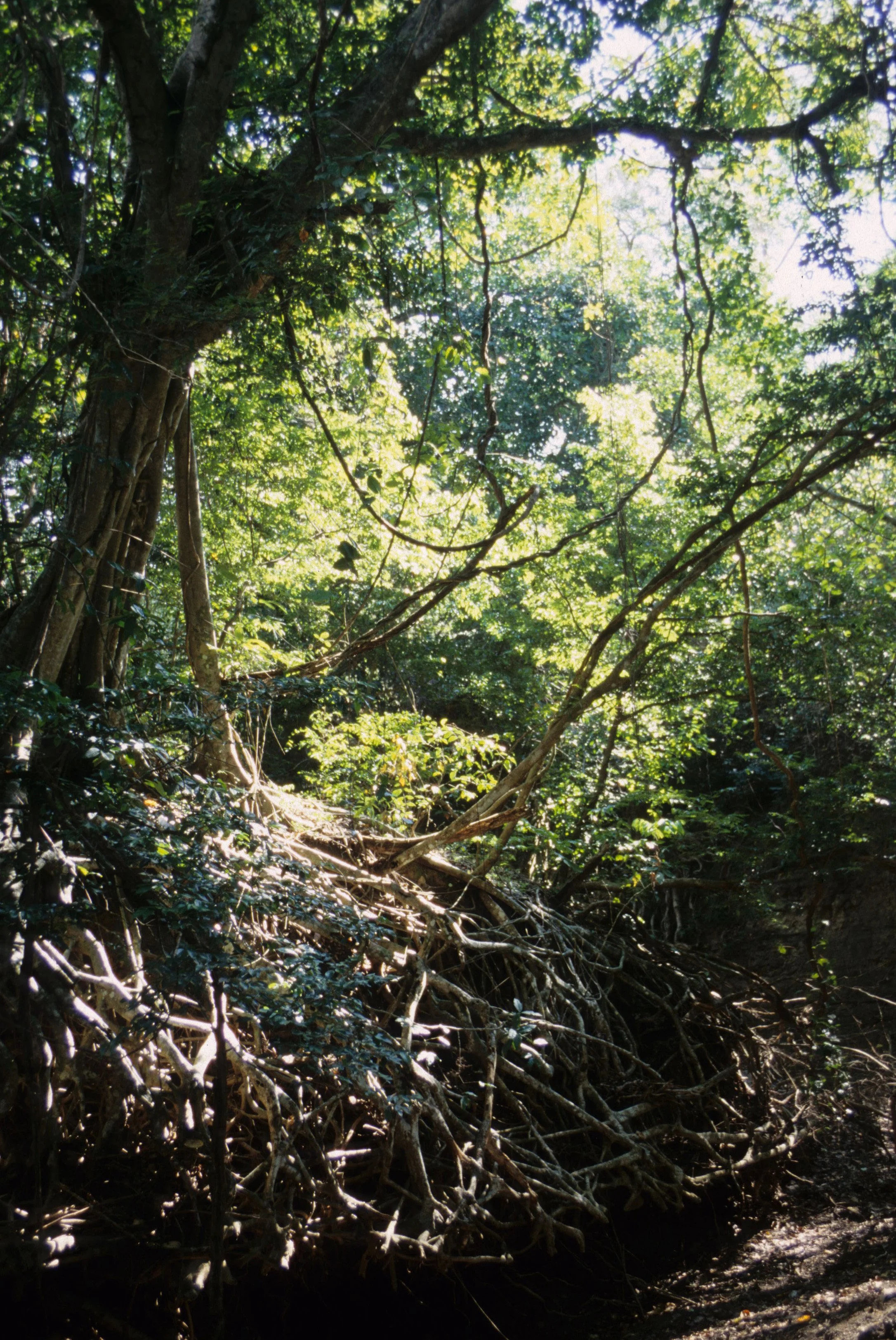 BALI - BALI BARAT NP - RAINFOREST THICKET.jpg