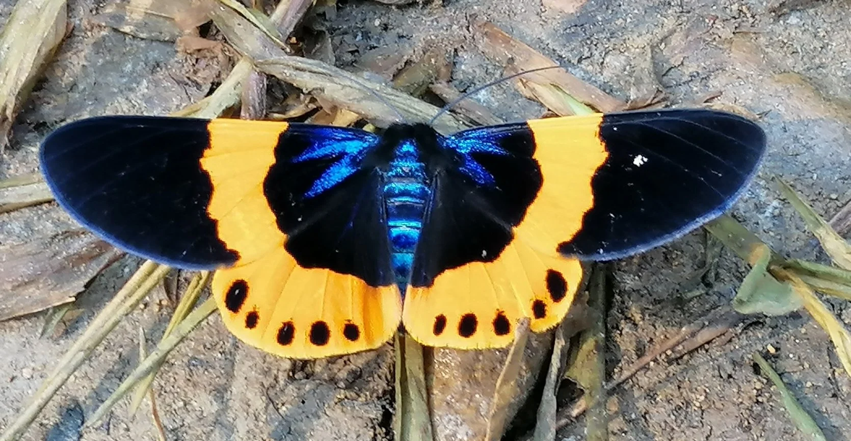 Milionia basalis, commonly known as the Orange-banded Pine Moth. 