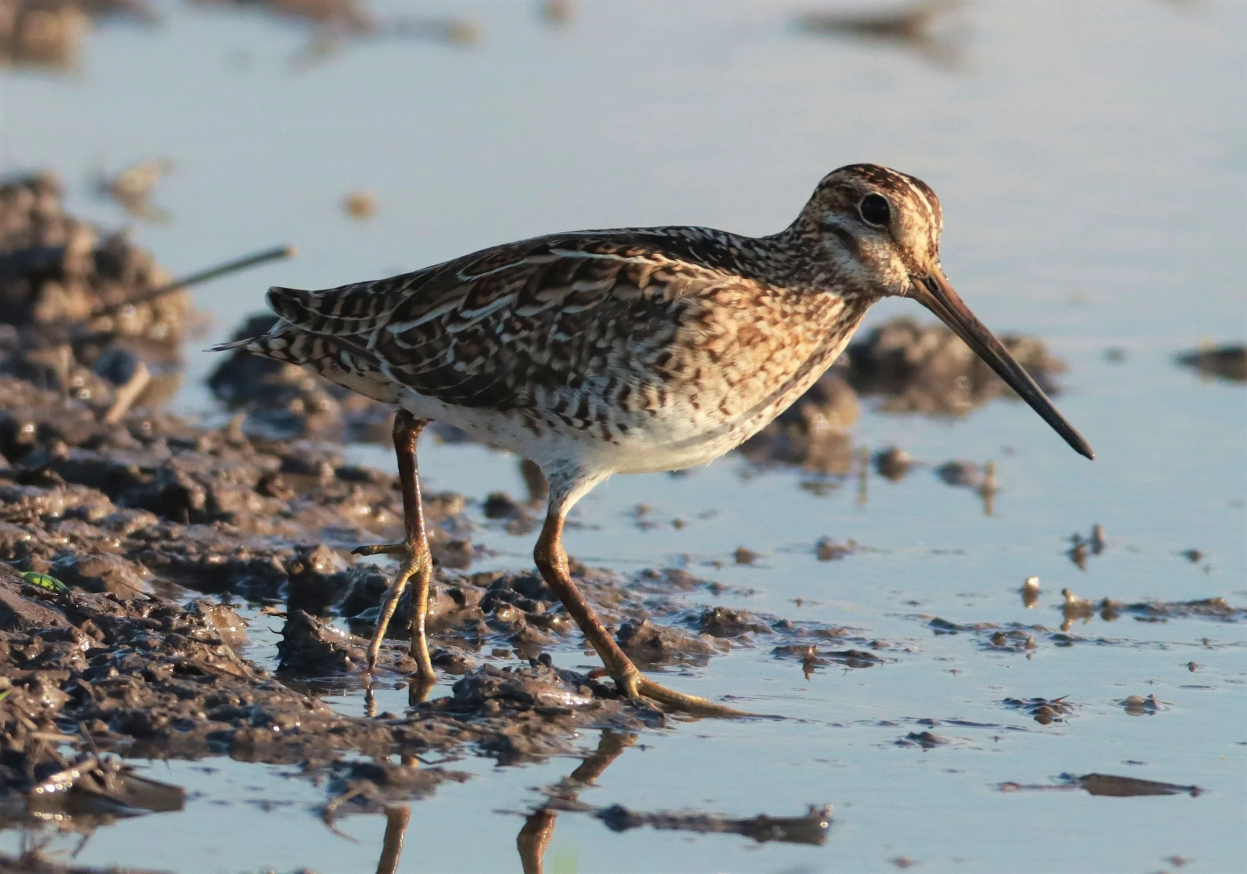 SNIPE - PINTAIL SNIPE - Gallinago stenura - PATHUM THANI RICE RESEARCH CENTER AUGUST 24 2021 (270).jpg