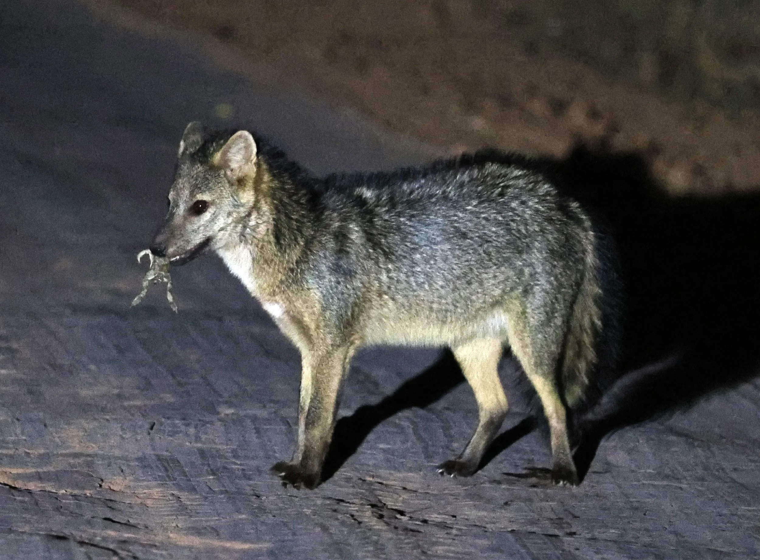 Crab-eating Fox (Cerdocyon thous) Agua Dulce Paraguay (30).jpg