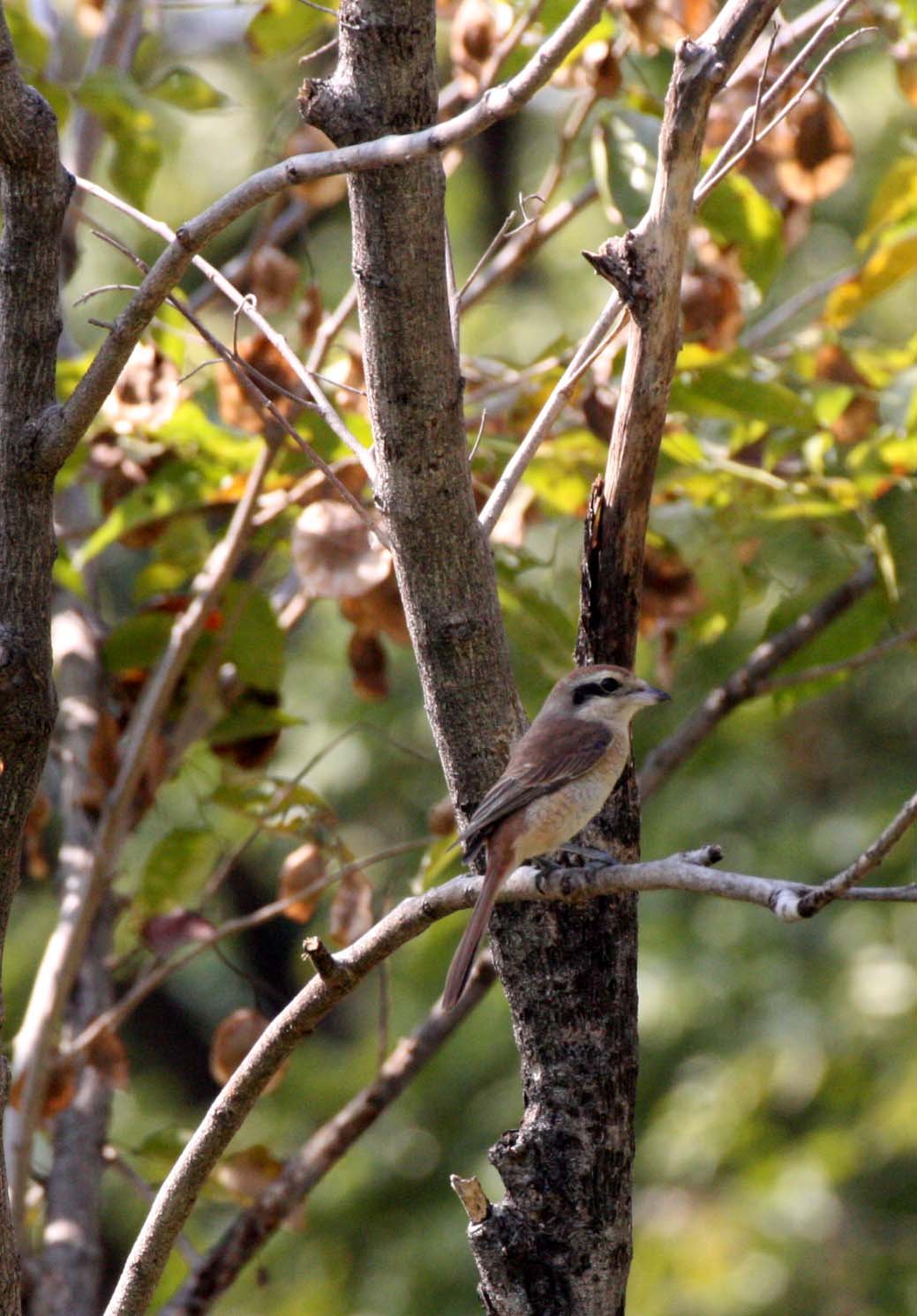 Brown Shrike (Lanius cristatus) Lumpini Park Bangkok (7).JPG