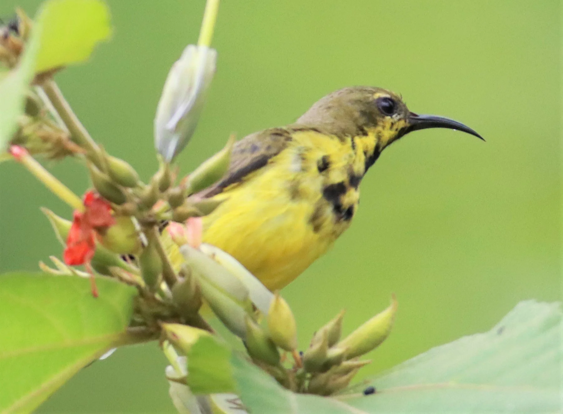 SUNBIRD - OLIVE-BACKED SUNBIRD - Nectarinia jugularis - NONG YA PLONG PETCHABURI (67).jpg
