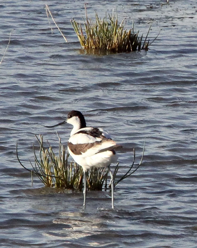 BIRD - AVOCET - PIED AVOCET - CHAKA LAKE QINGHAI CHINA (17).jpg
