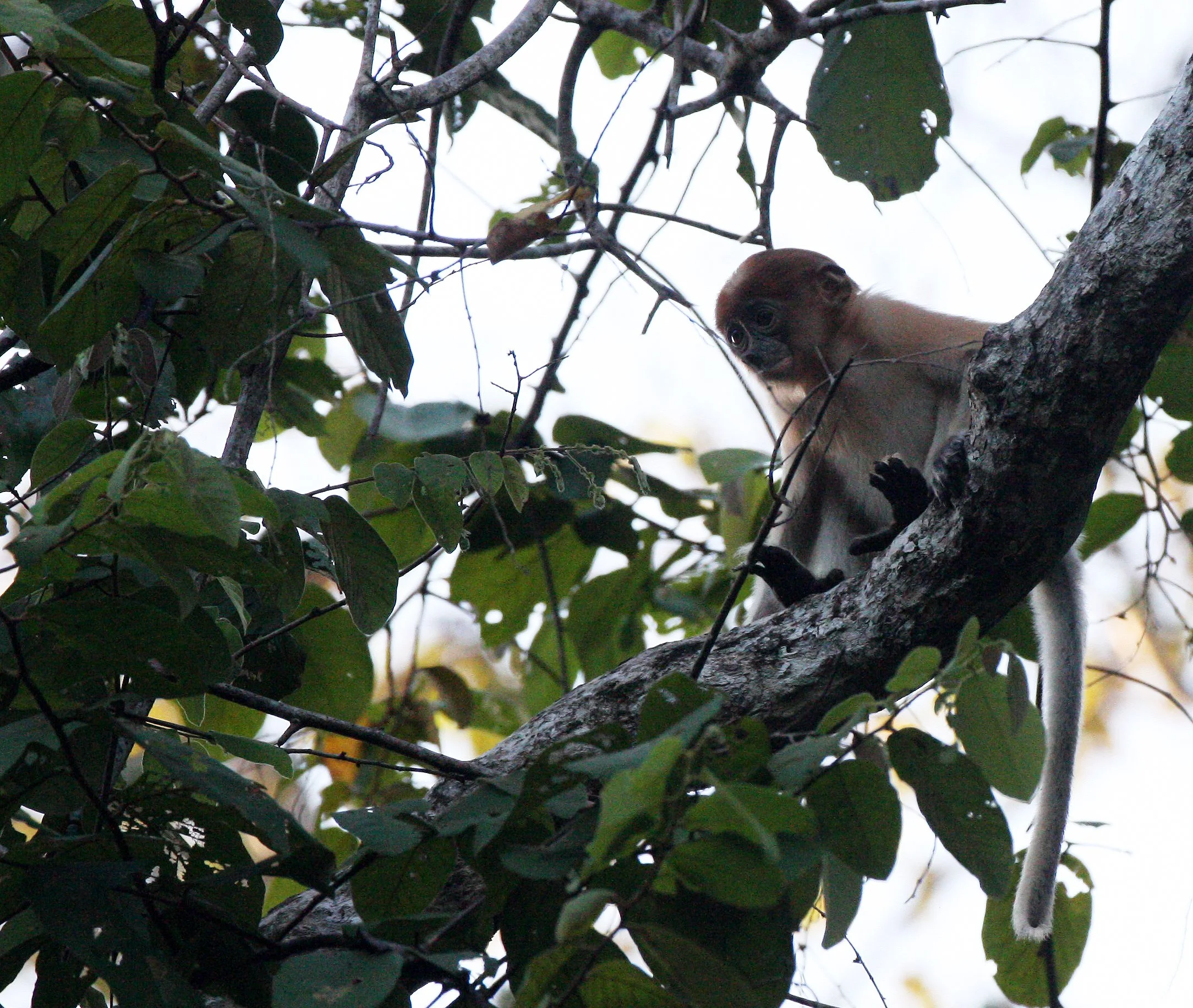 CERCOPITHECIDAE - Nasalis larvatus -PROBOSCIS MONKEY TROOP - KINABATANGAN RIVER BORNEO  (24).JPG