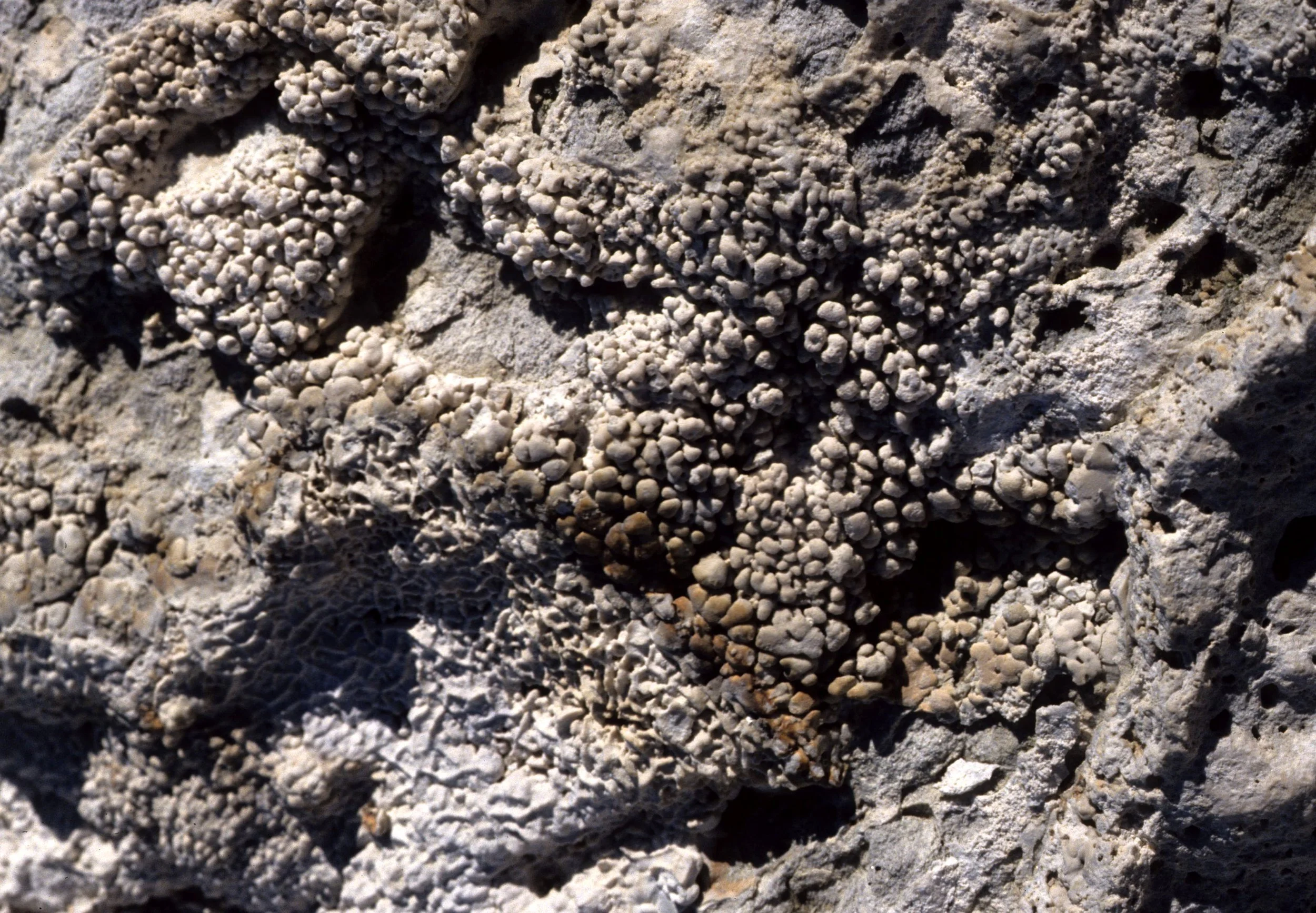 CALIFORNIA - MONO LAKE - CACLIUM CARBONATE DEPOSITS B.jpg
