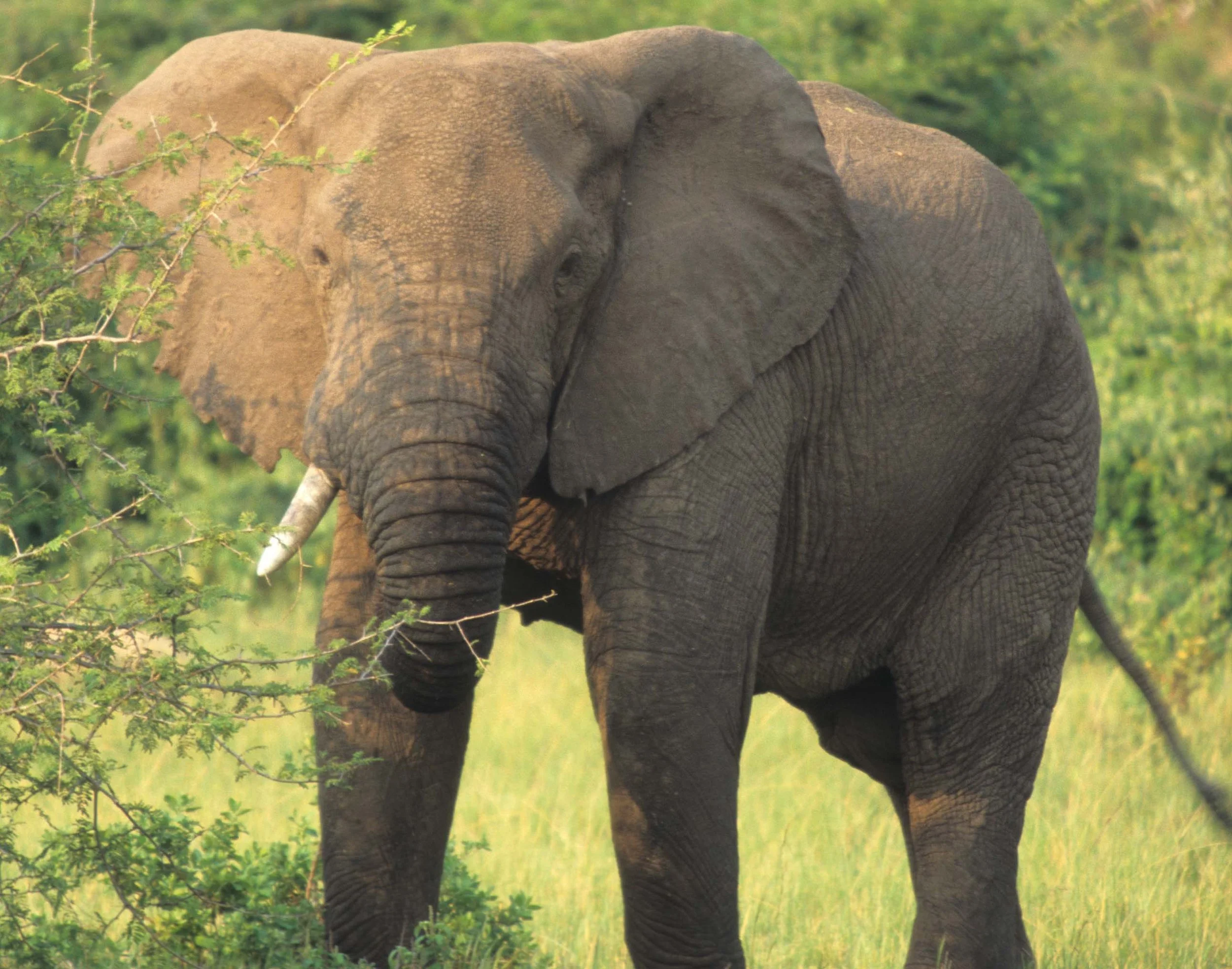 ELEPHANT - UGANDA.jpg