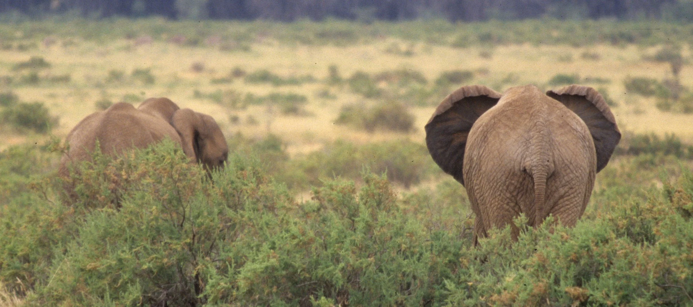 ELEPHANT - UGANDA 9A.jpg