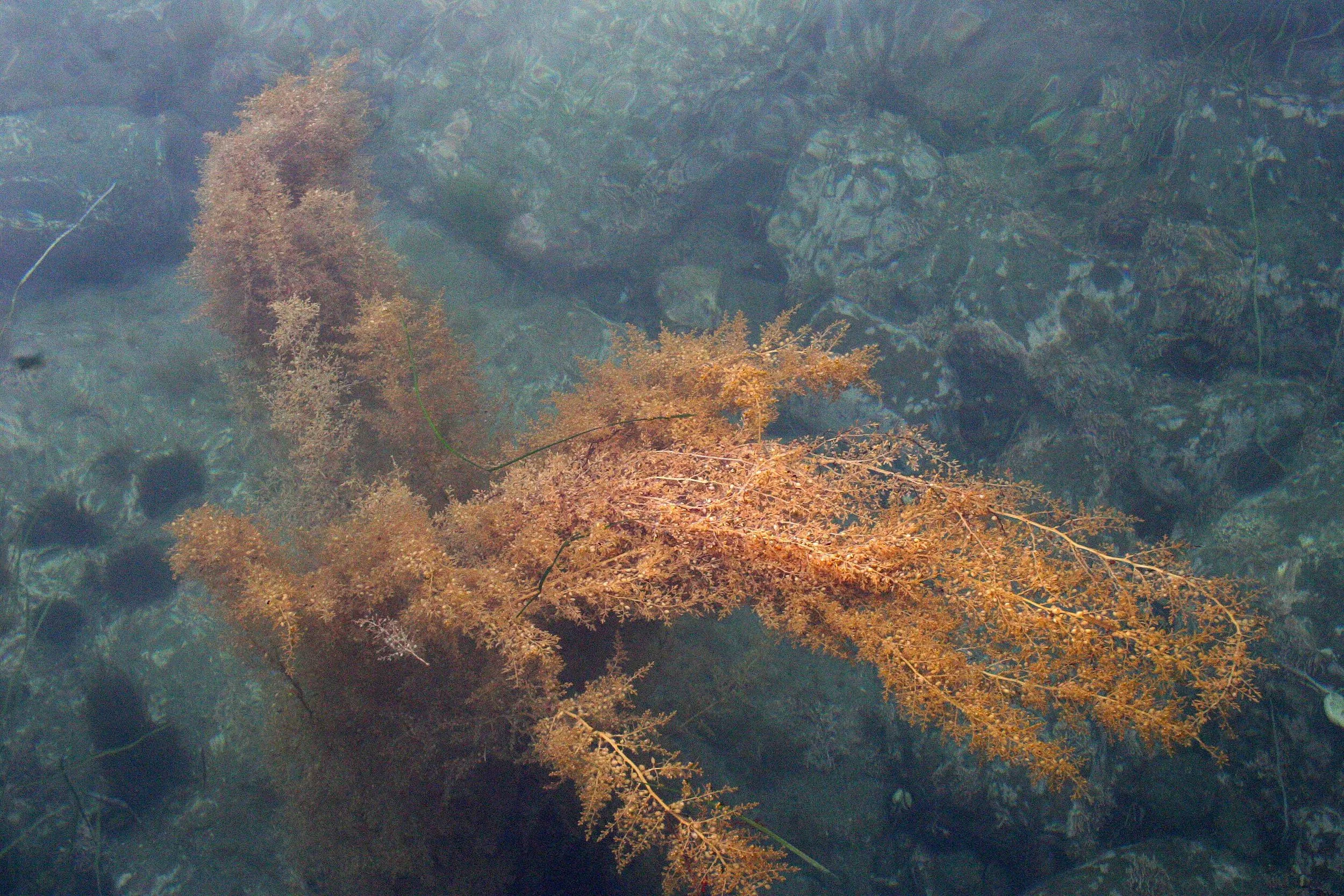 KURIL ISLANDS - FLORA  (61).jpg