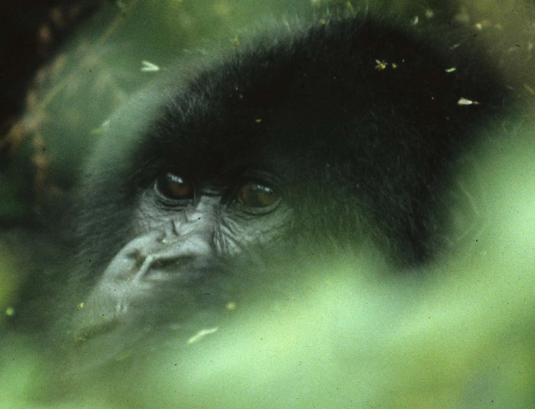PRIMATE - GORILLA-RWANDA PARC DU VULCANS (71).jpg