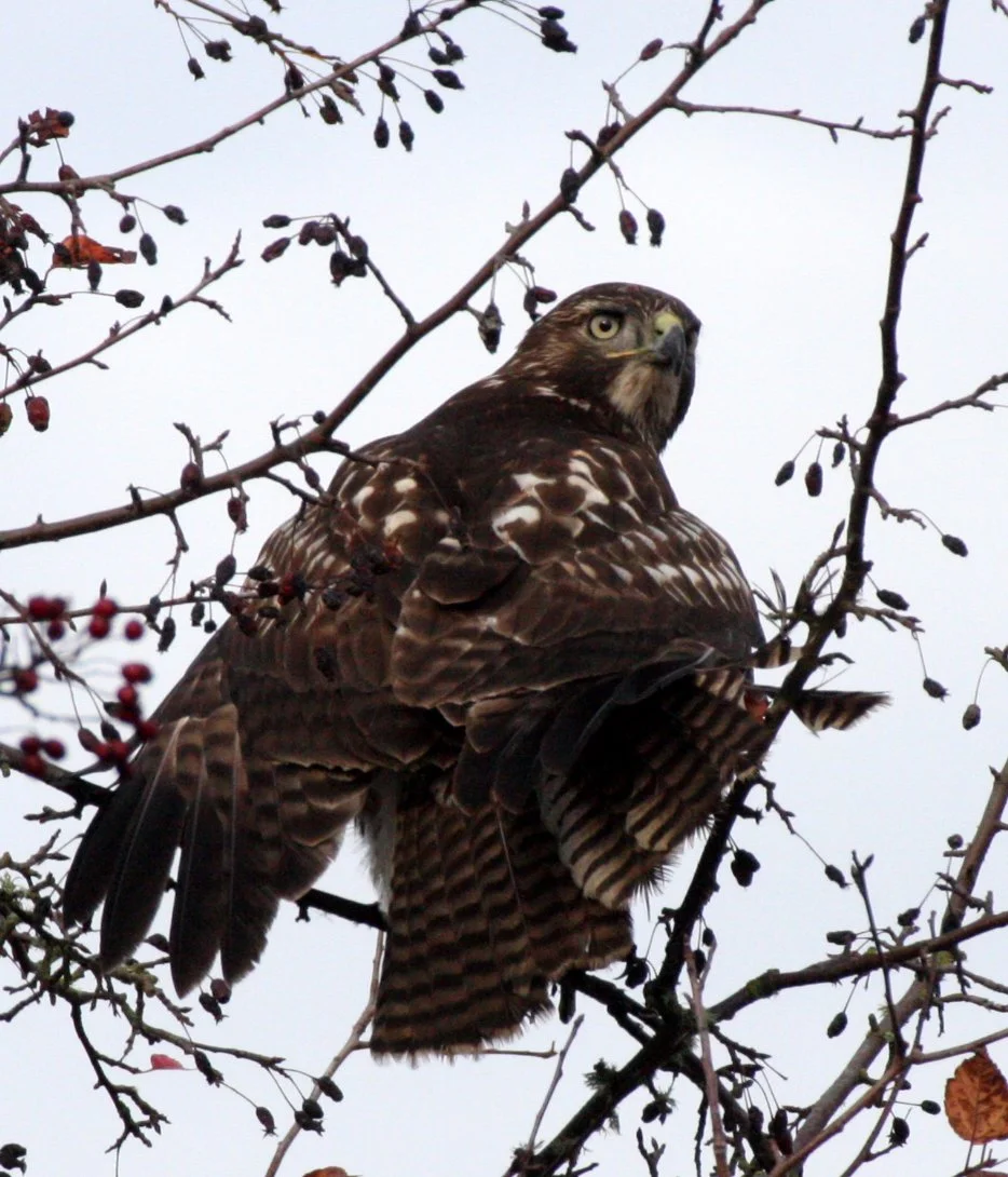 Buteo jamaicensis - RED-TAILED HAWK - JAMESTOWN WA (23).JPG