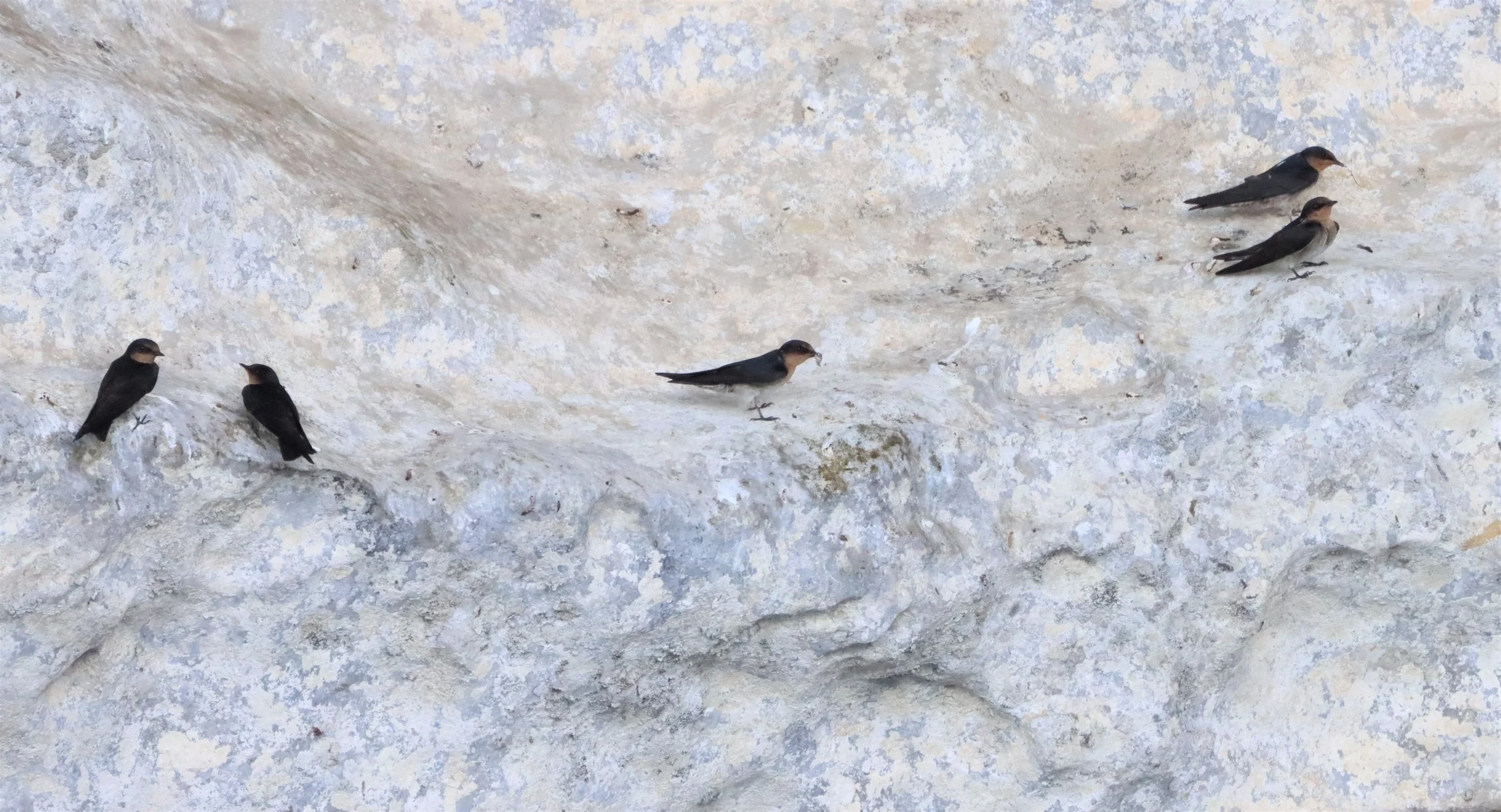 Barn Swallow (Hirundo rustica) Ao Phang Nga NP Thailand (1).jpg