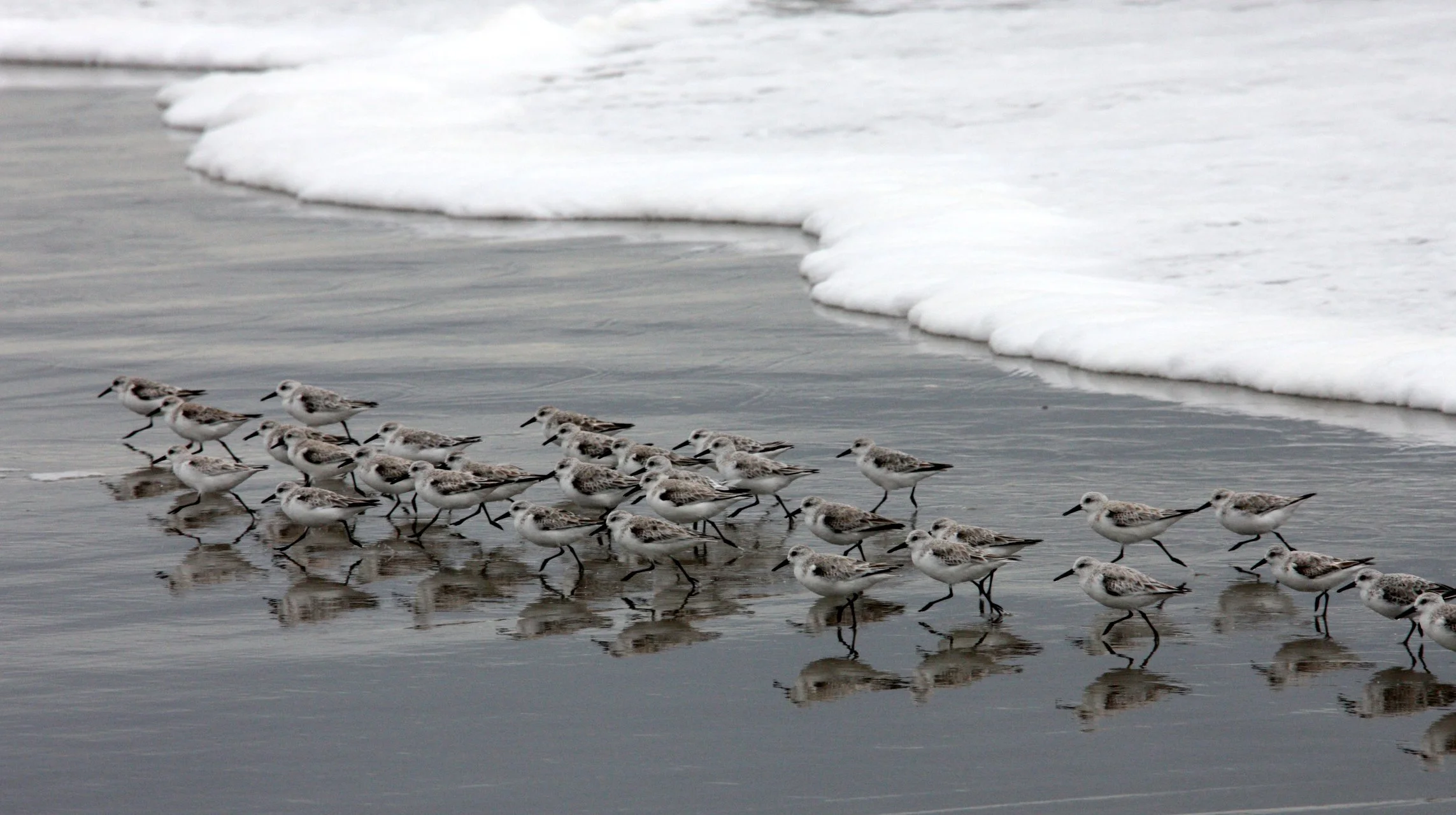 BIRD - SANDERLINGS - SUNSET BEACH STATE BEACH CALIFORNIA (7).JPG
