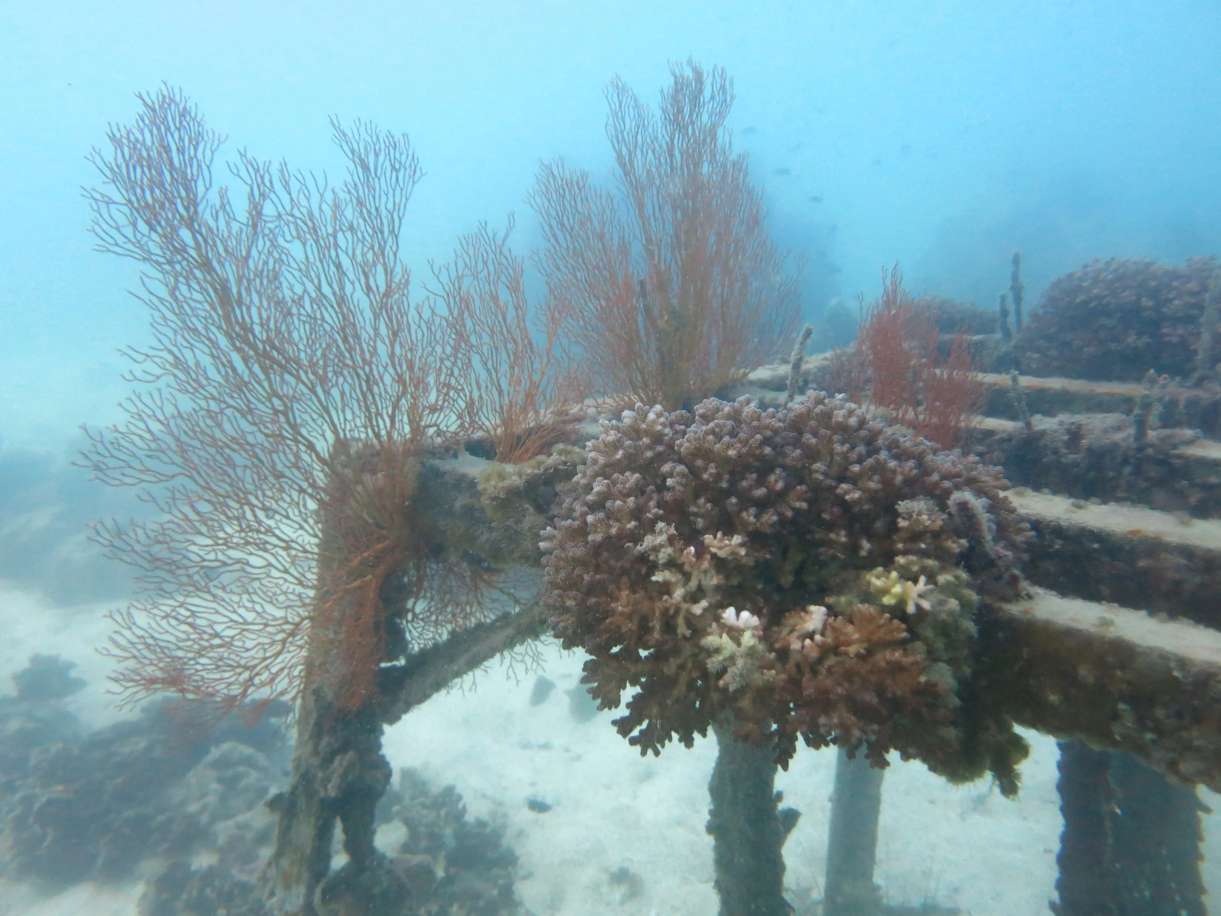 2016 BPS Satthahip Dive Trip with Marine Conservation Club (7).JPG