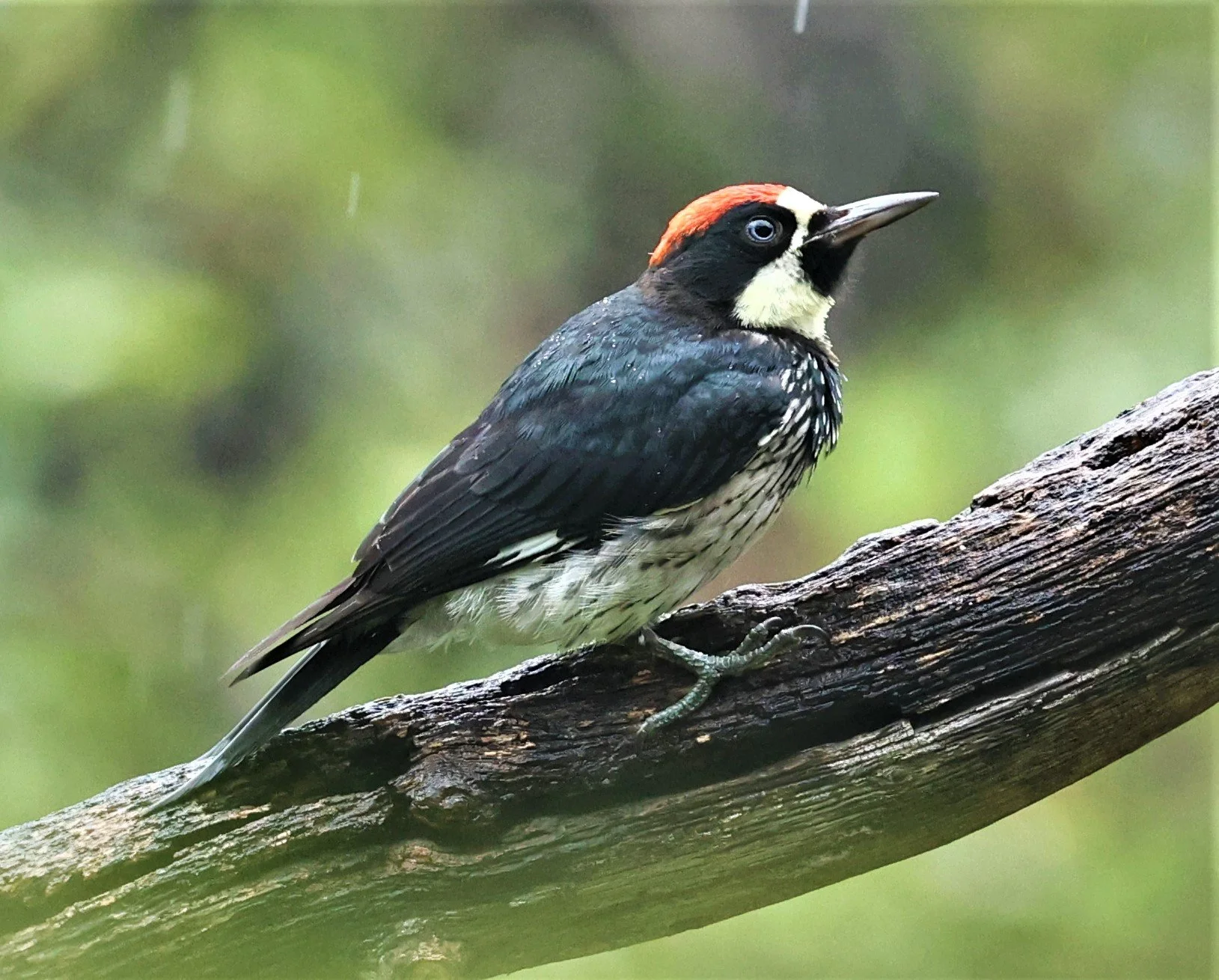 Melanerpes formicivorus - ACORN WOODPECKER - MADERA CANYON ARIZONA 2022 (207).jpg