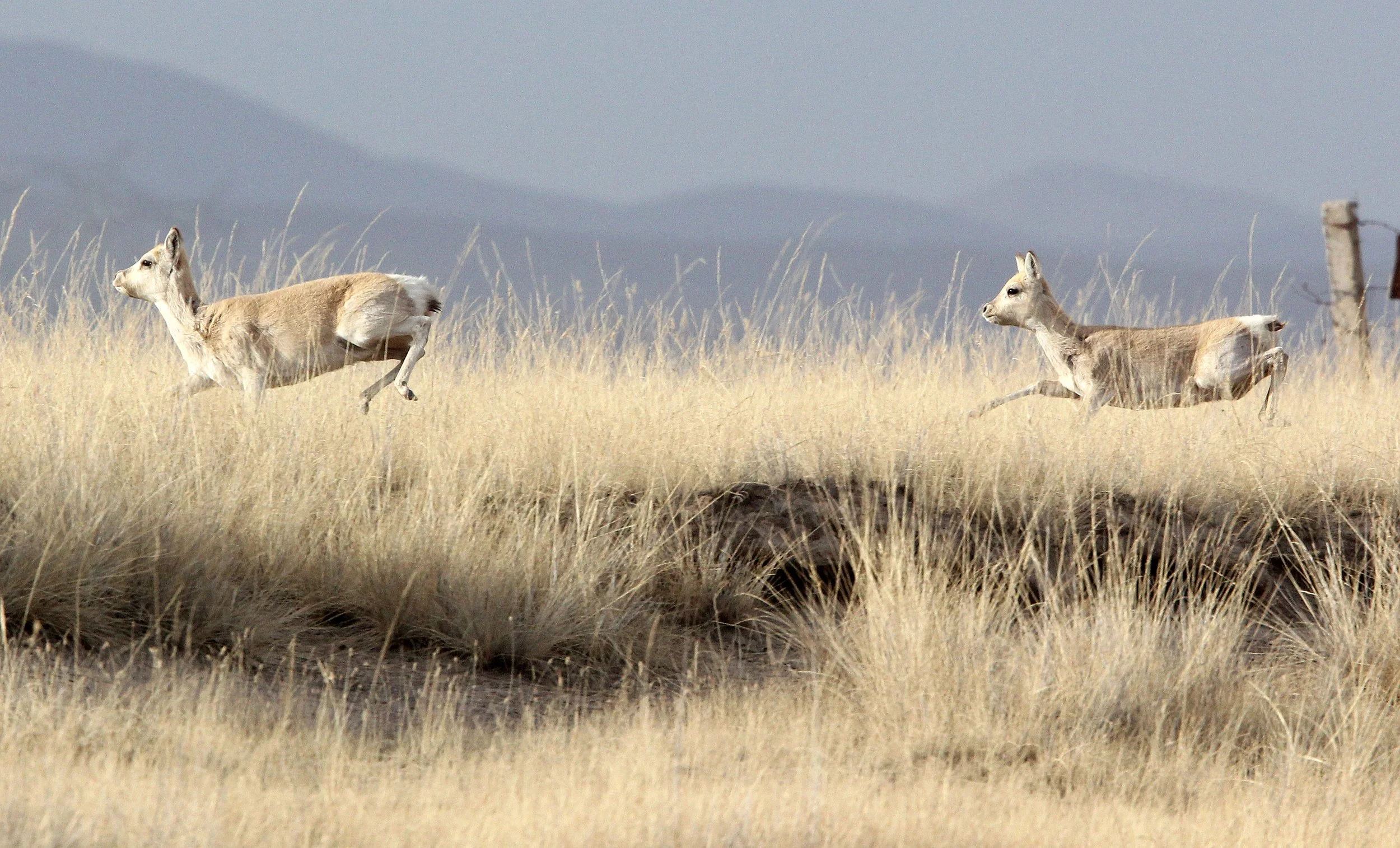 GAZELLE - PRZEWALSKI'S GAZELLE - Procapra przewalskii - QINGHAI LAKE CHINA (162).JPG